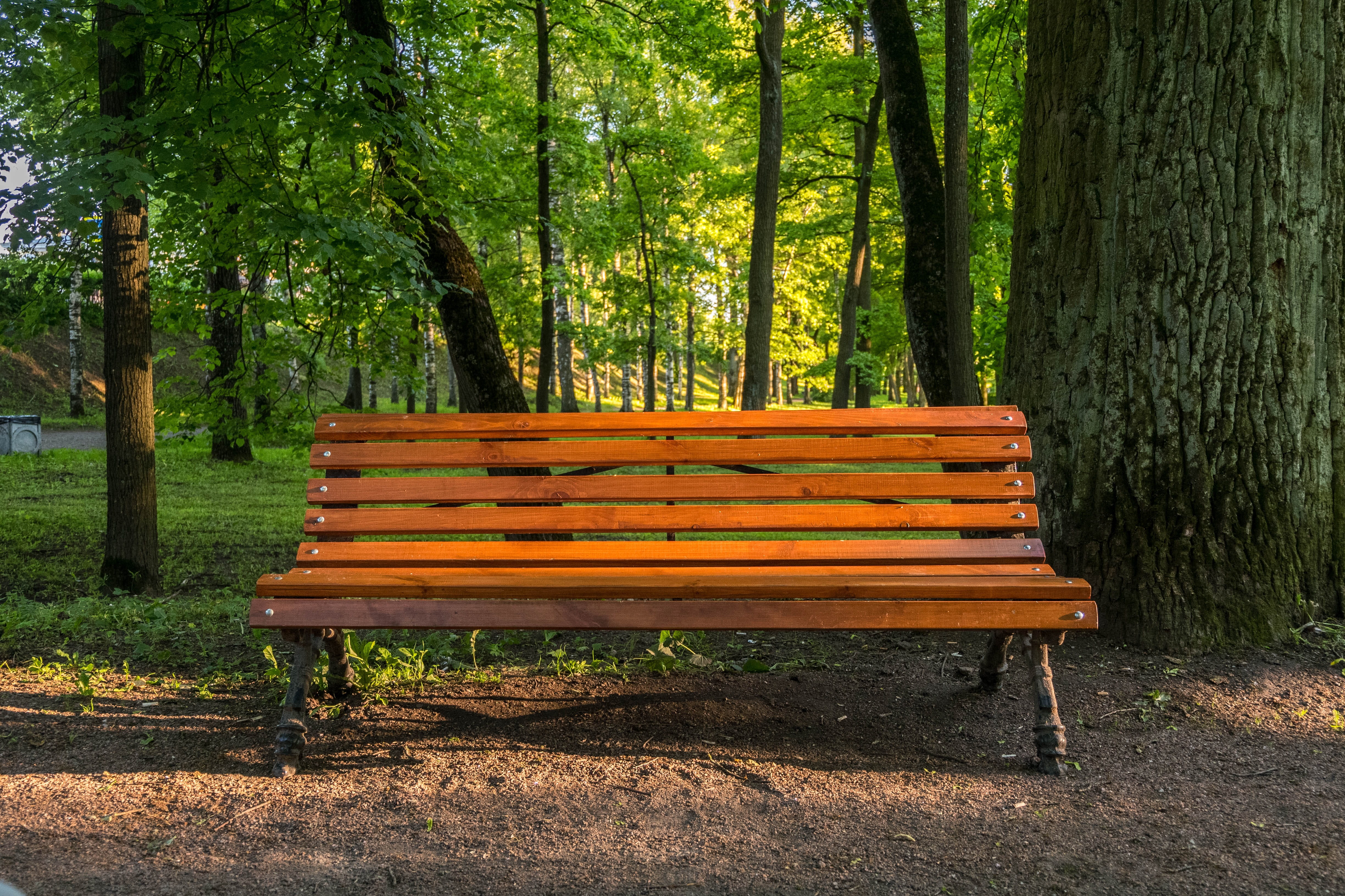 gatchina, trees, forest, beautiful, summer, tree trunk, landscape, growth, absence, seat, for relax, land, park - man made space, Bench, 4K, excellent, HD Wallpaper