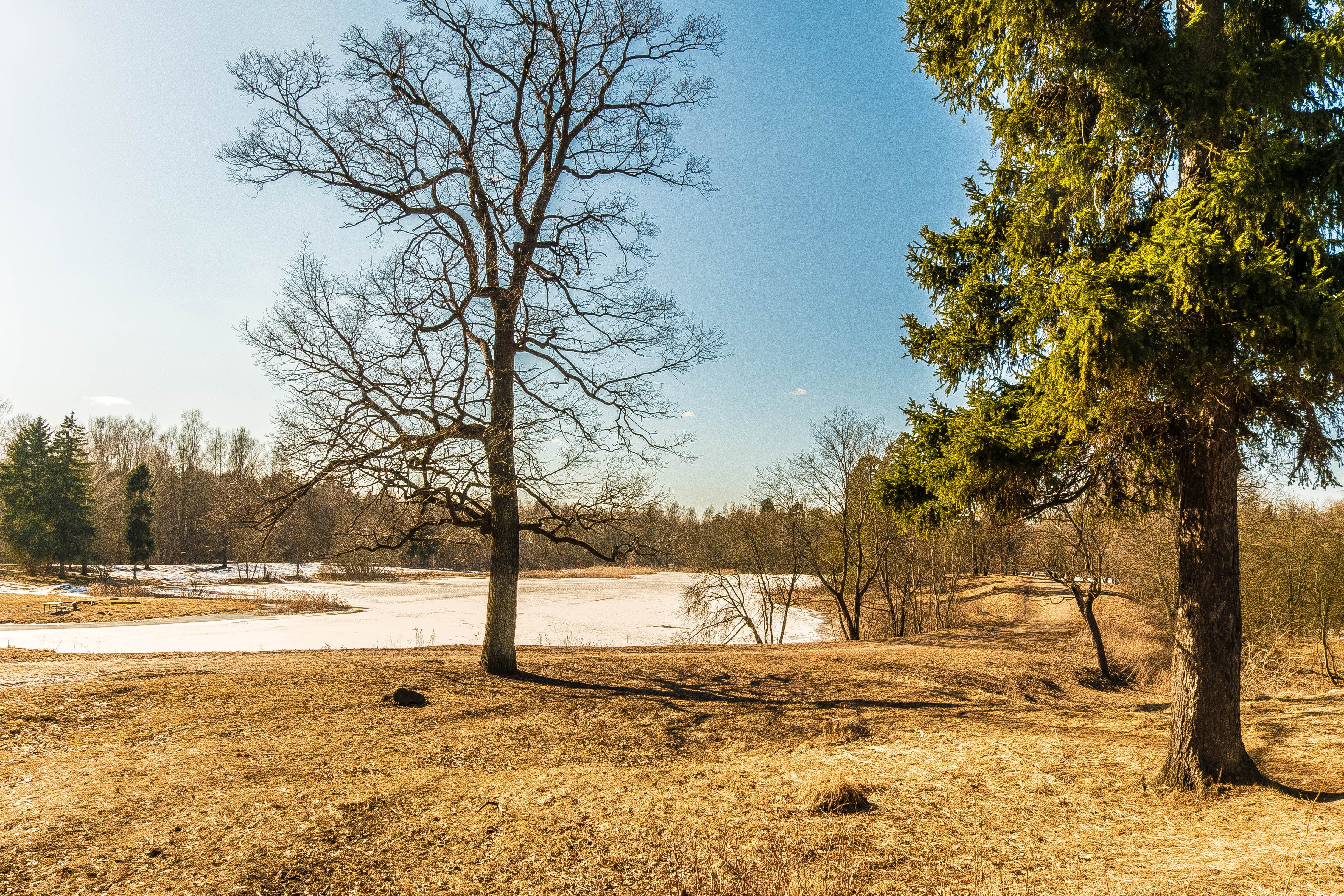 trees, tree, no people, coniferous tree, winter, field, plant, tranquility, environment, spring, beauty, beautiful, living nature, snow, park, atmosphere, HD Wallpaper