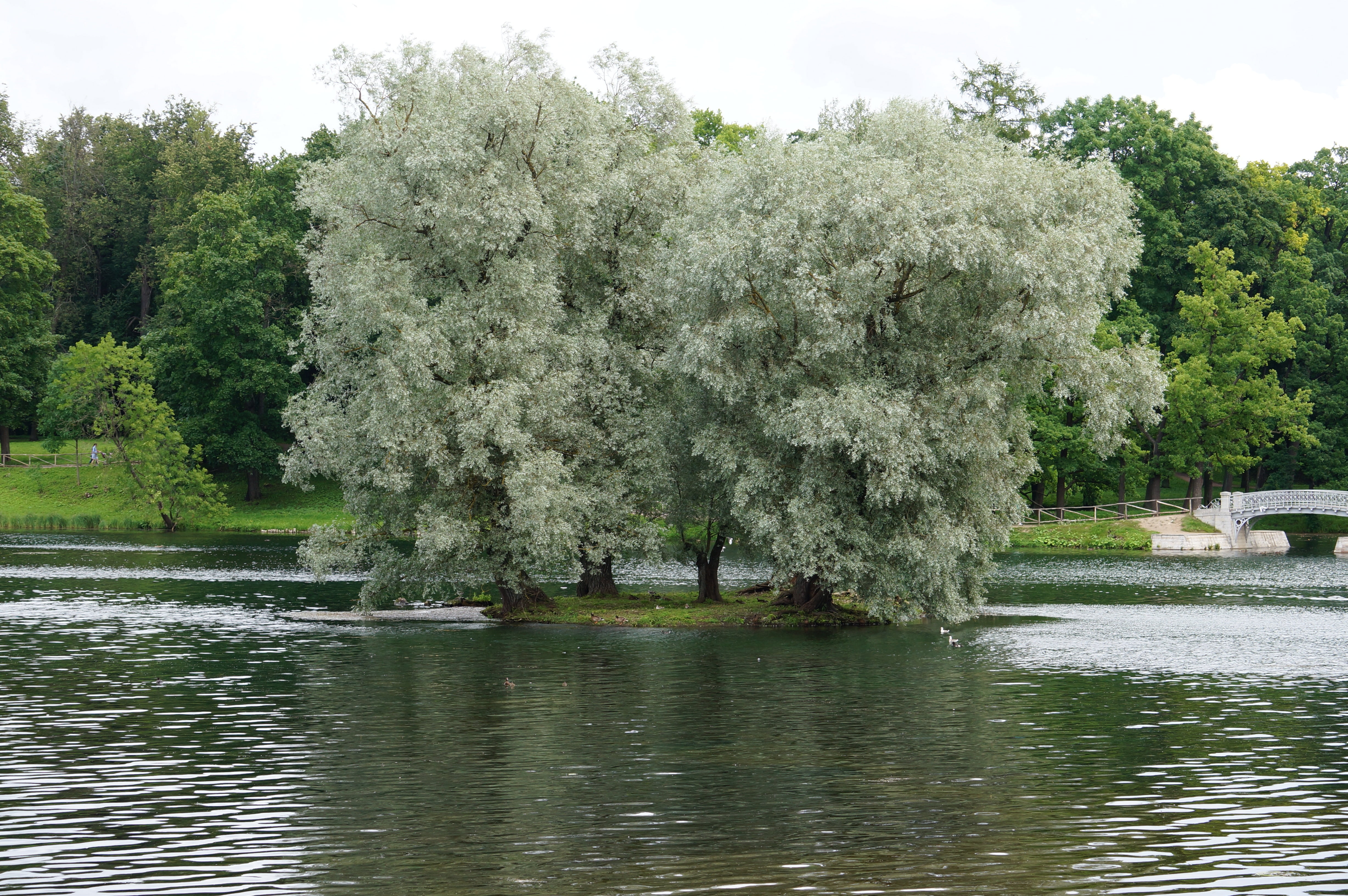 plant, waterfront, day, lake, growth, landscape, nature, gatchina, sky, beauty in nature, willow tree, tranquility, water, no people, architecture, reflection, HD Wallpaper