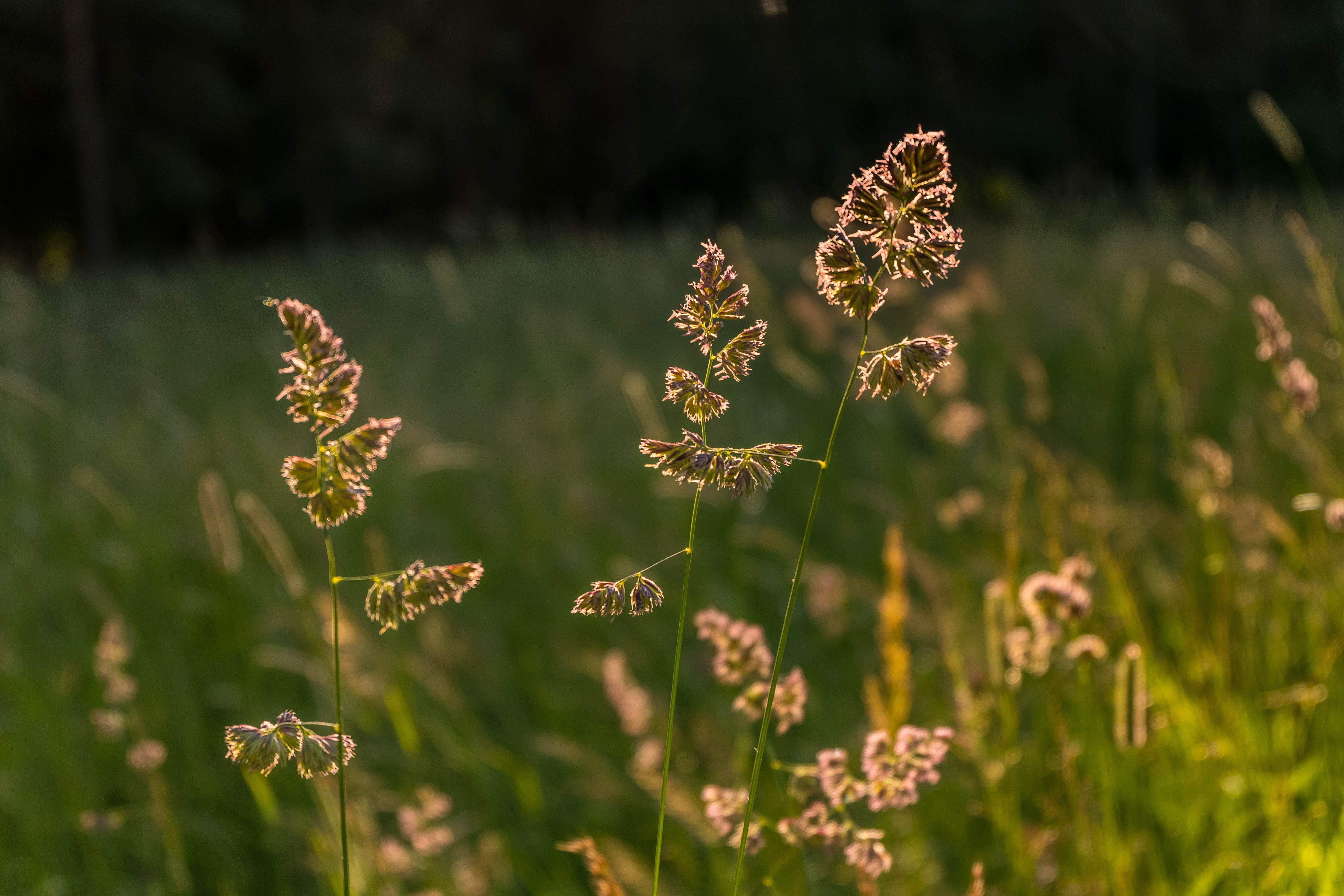 land, summer, otlichnyiy, closeup, plant, close-up, Grass, flower, 4K, nature, beauty in nature, flower head, freshness, field, mood, Stroll, focus on foreground, HD Wallpaper