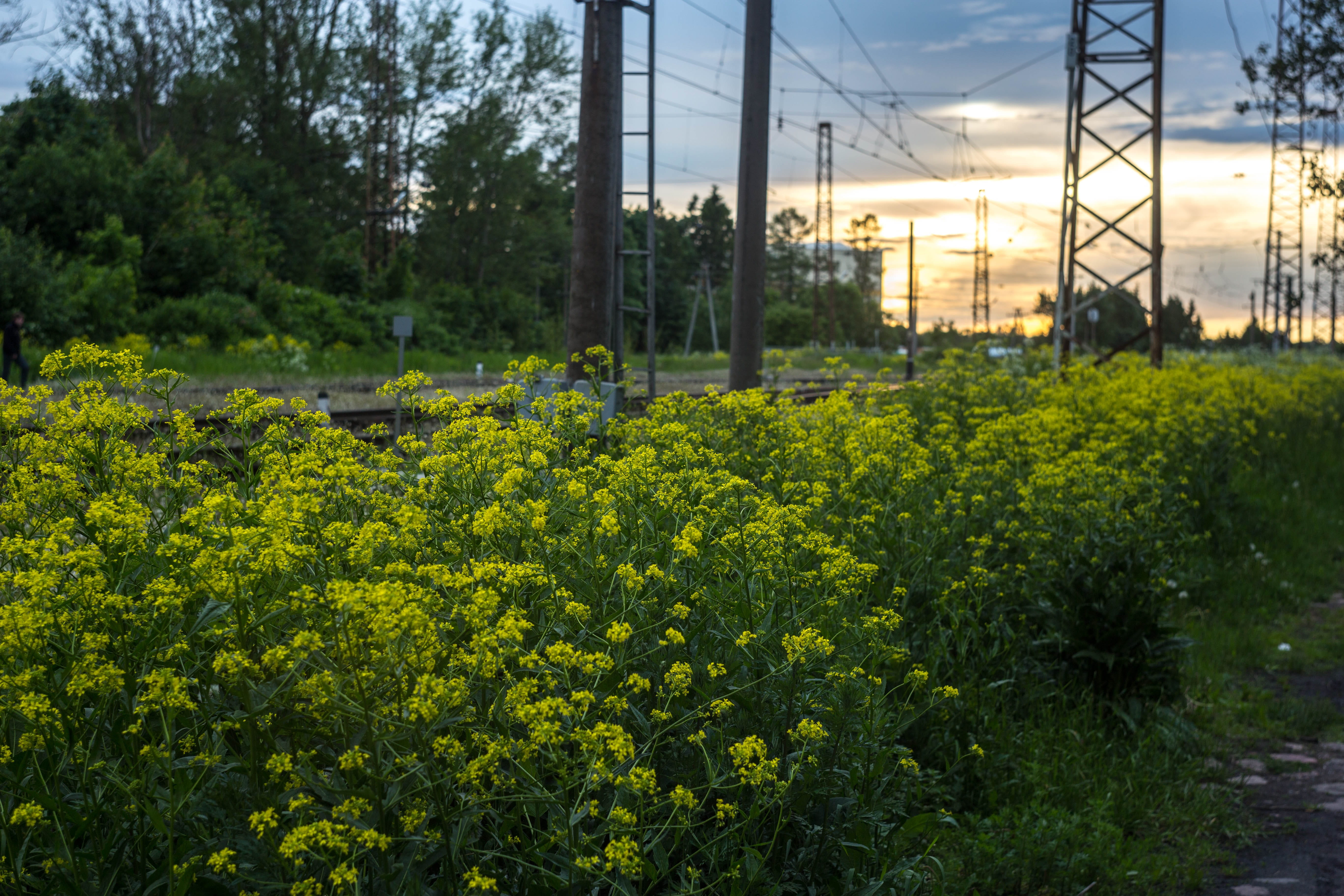 yellow, field, built structure, tree, flowerbed, manual lens, land, sky, beauty in nature, Sunset, plant, Railway, architecture, flowering plant, green color, HD Wallpaper