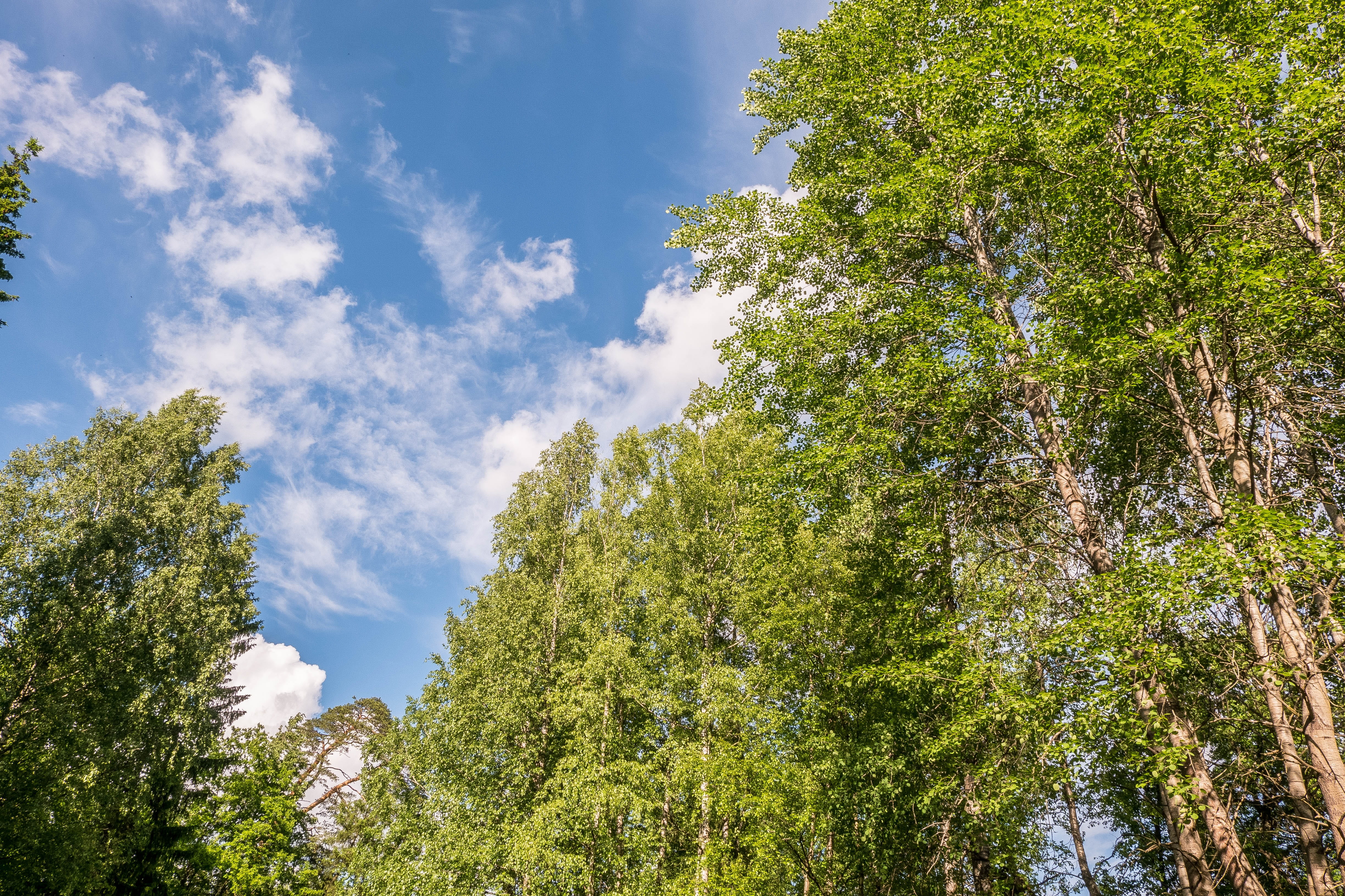 green, russia, tranquil scene, beauty, living nature, idyllic, coniferous tree, nature, Stroll, cloud - sky, Sky, Landscape, plant, scenics - nature, outdoors, HD Wallpaper