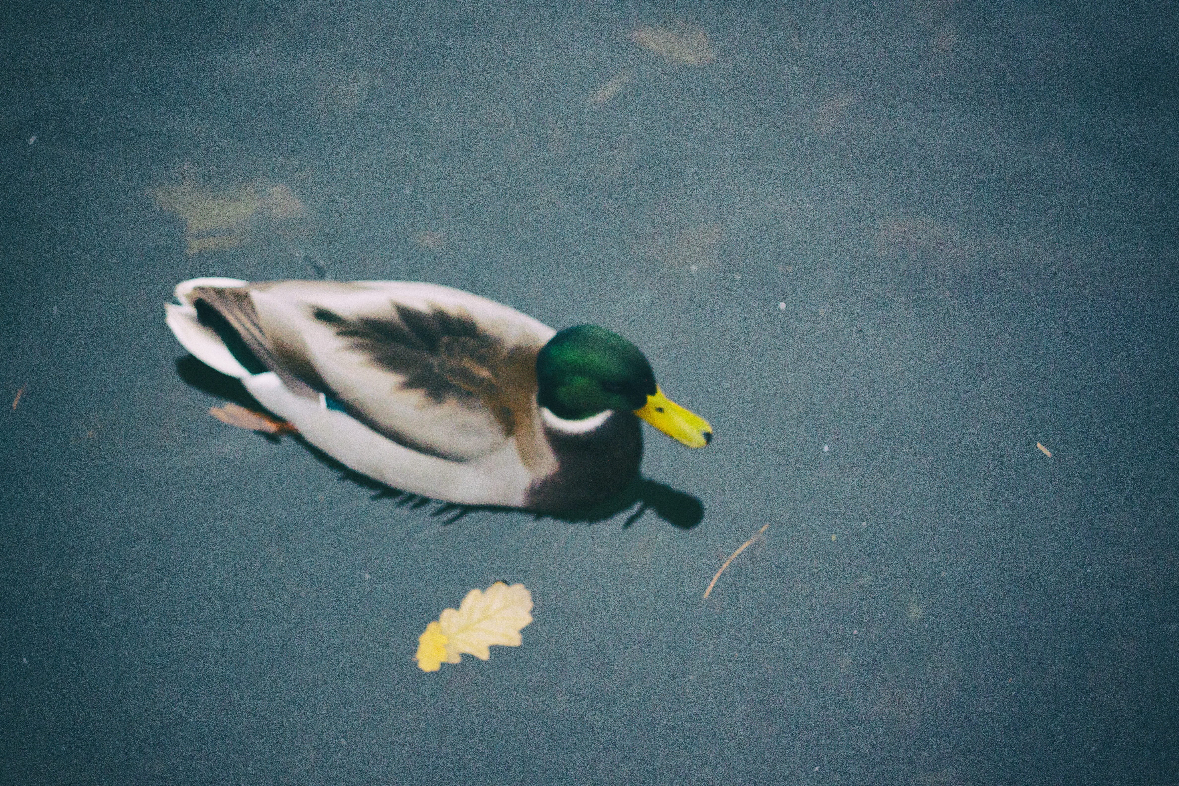 селезень, swimming, animal wildlife, vertebrate, motion, poultry, russia, close-up, gatchina, mallard duck, озеро, animal, animal themes, lake, one animal, HD Wallpaper