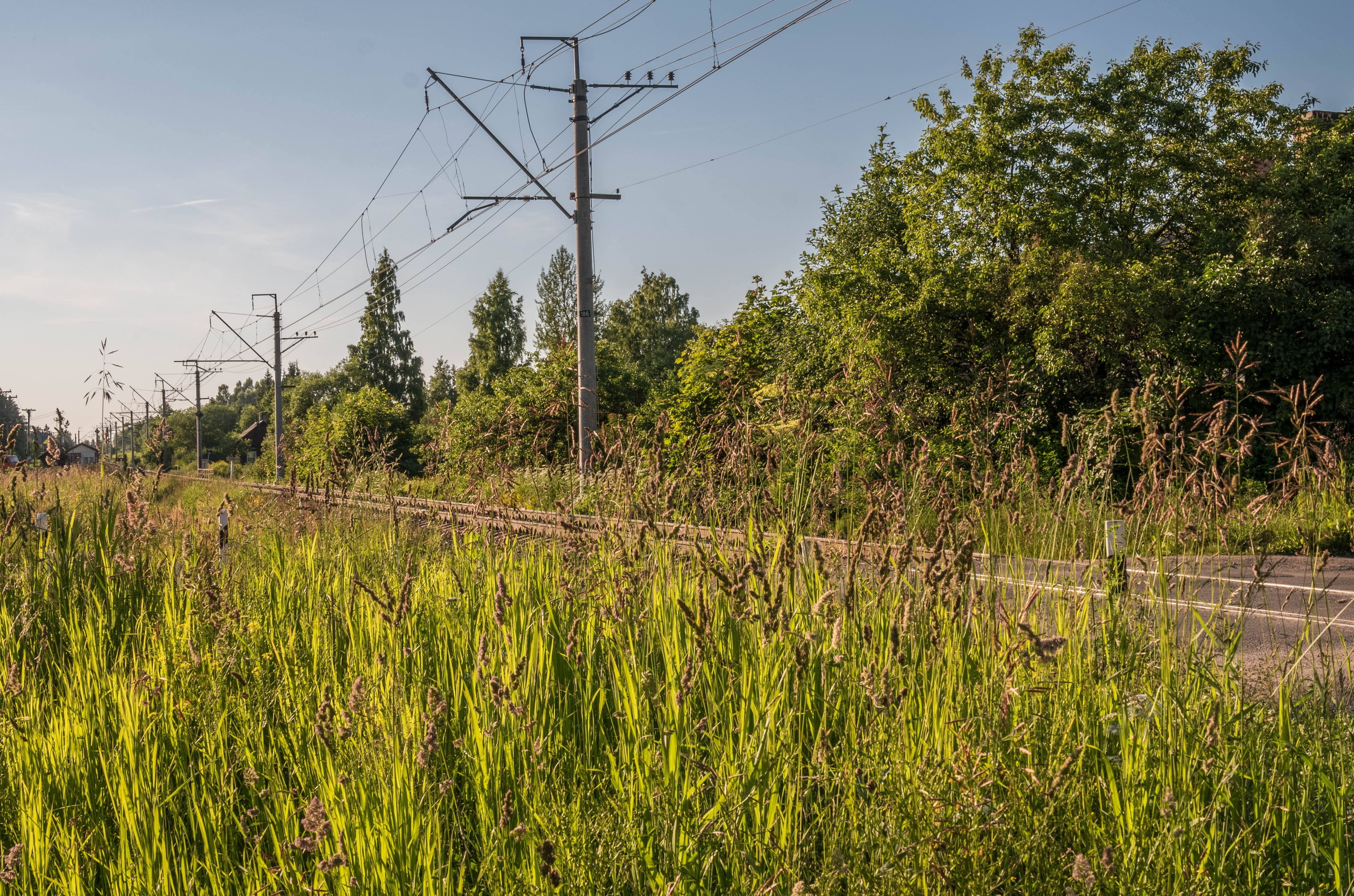 power supply, tree, outdoors, no people, telephone line, growth, russia, field, stroll, day, land, technology, grass, summer, gatchina, cable, tranquility, HD Wallpaper