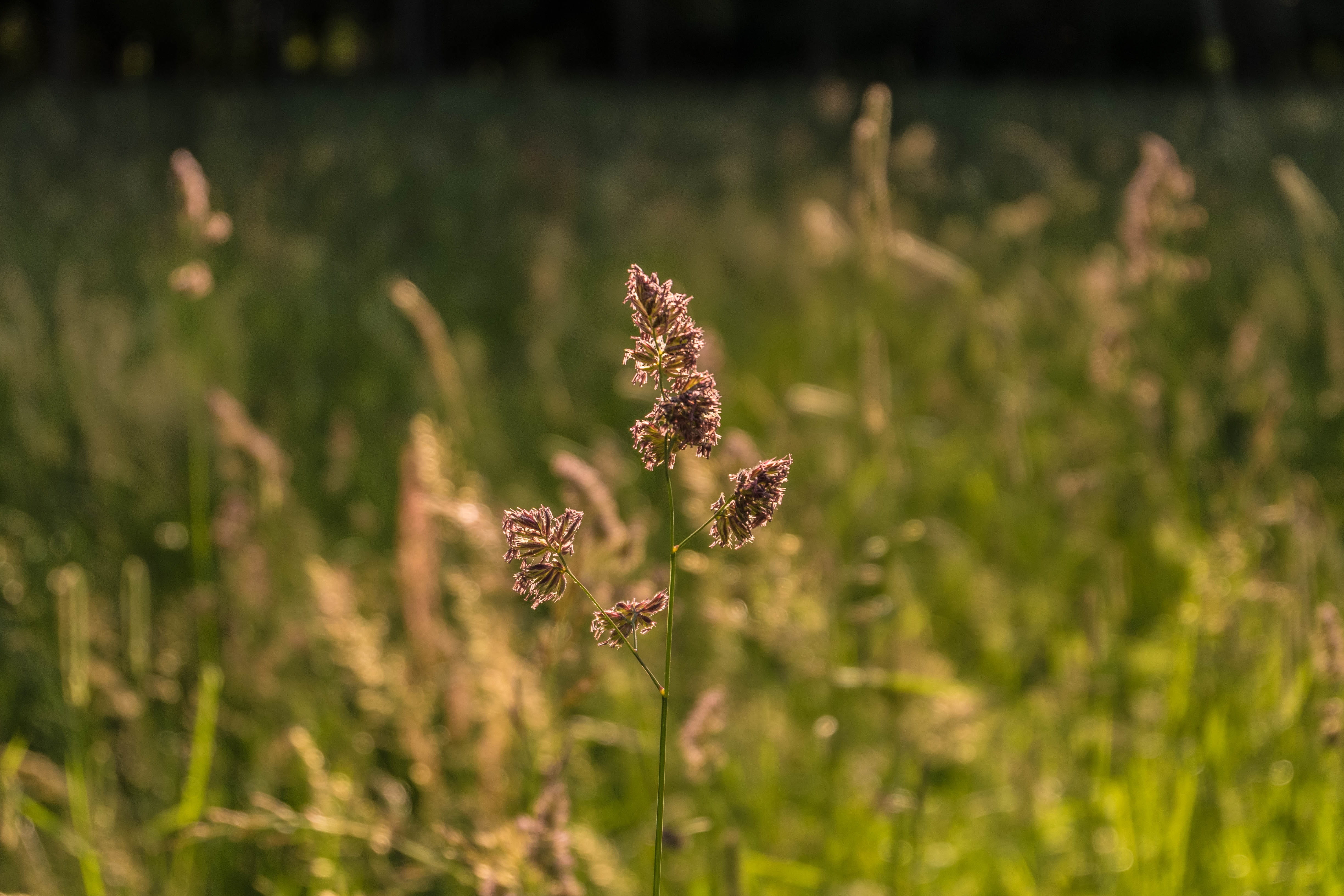 Grass, sunlight, close-up, summer flowers, mood, Sun, outdoors, tranquility, summer, freshness, focus on foreground, selective focus, no people, field, HD Wallpaper