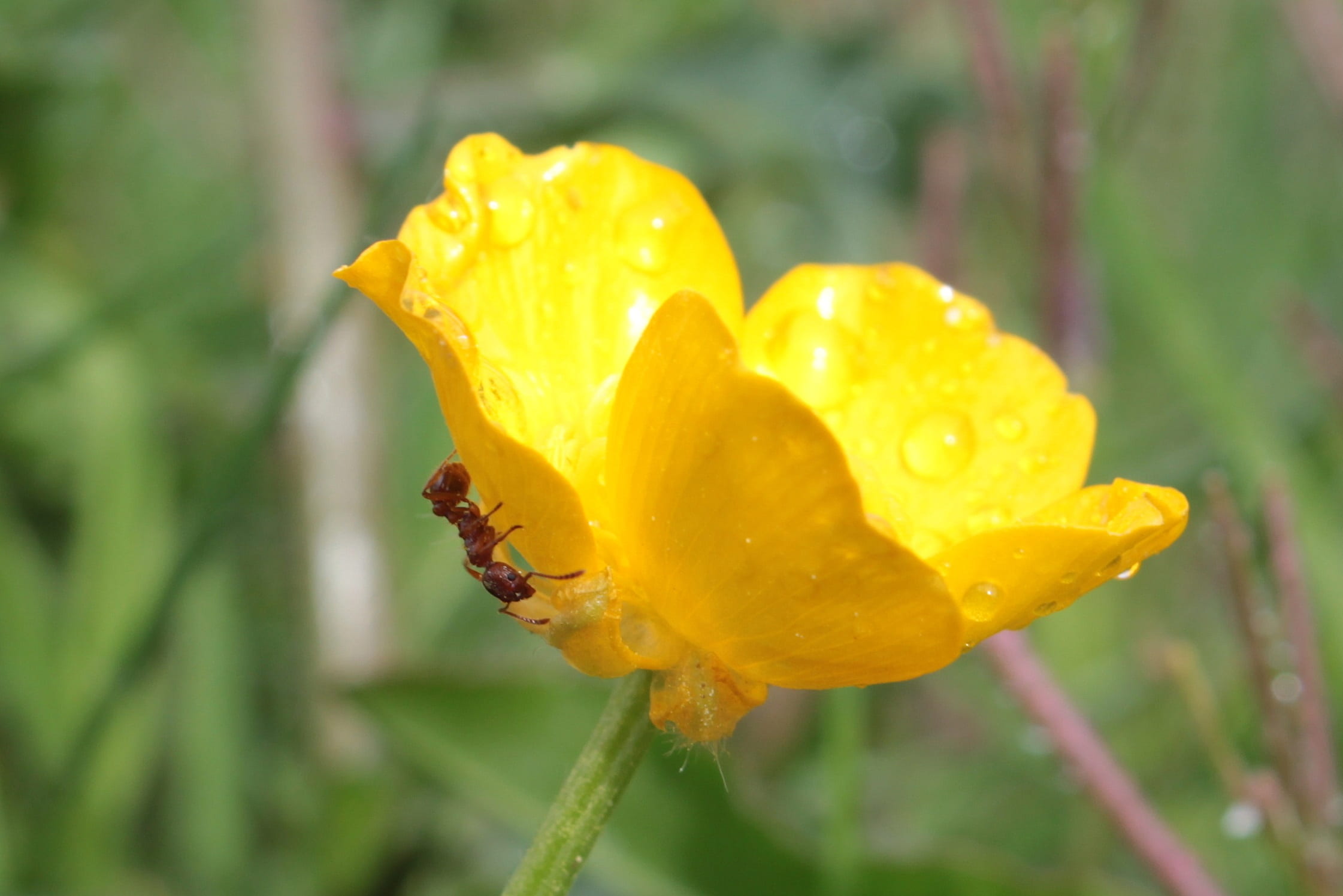 drop, rain, flower, wet, outdoors, invertebrate, insect, water, myrmica rubra, growth, springtime, plant, yellow, ranunculus acris, petal, raindrop, pointed flower, HD Wallpaper