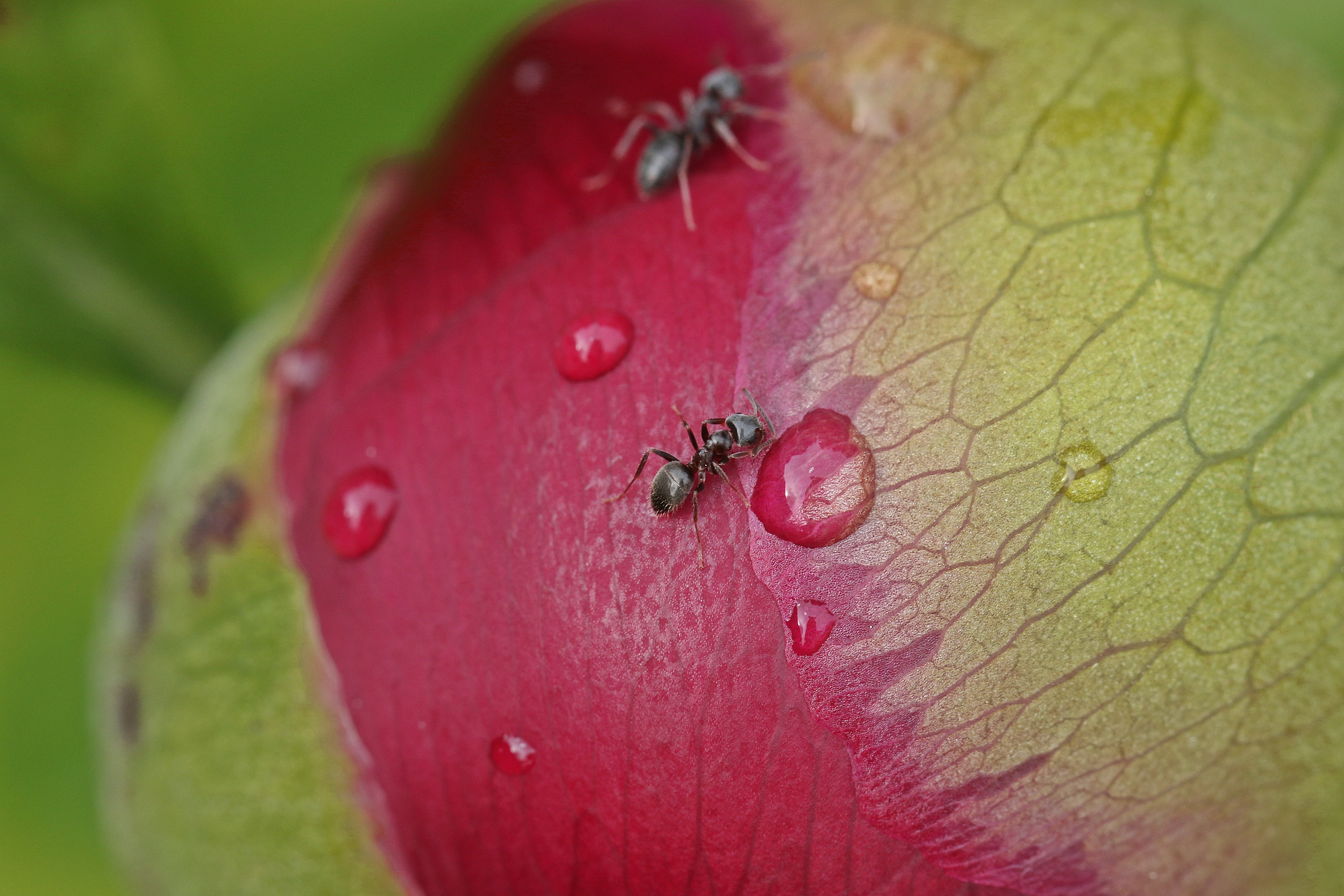 ripe, insects, closeup, day, macro, red, food and drink, purple, garden, peony, growth, plant, plant part, wellbeing, selective focus, focus on foreground, HD Wallpaper