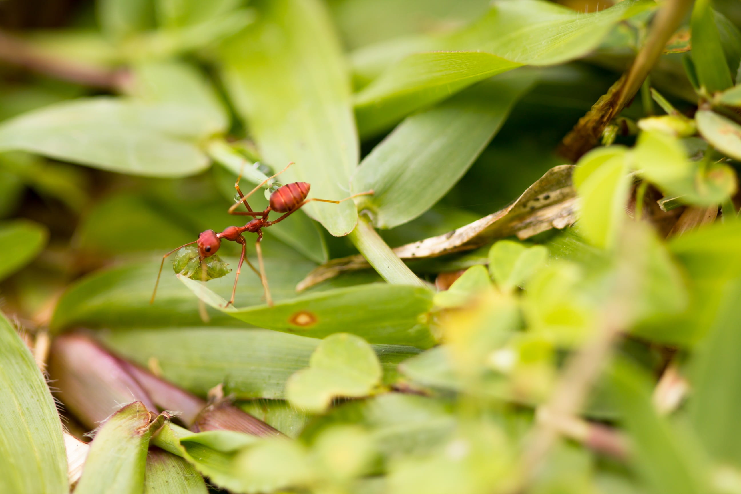 weaver, green, close-up, plant part, 2K, animal wildlife, animal themes, green color, nature, ant, leafs, wild, selective focus, one animal, no people, HD Wallpaper