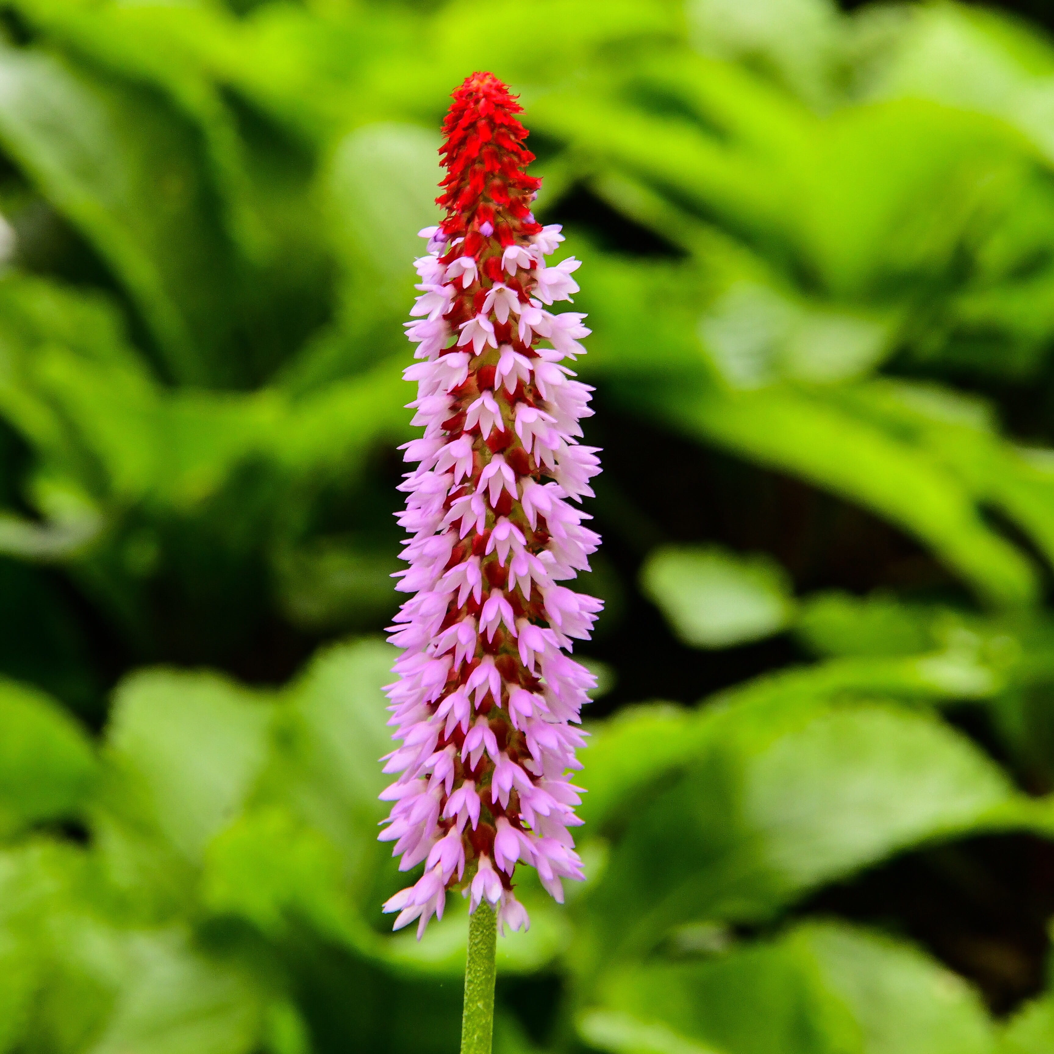 plant stem, inflorescence, freshness, flowering plant, focus on foreground, pink, growth, flower, detail, fragility, botany, garden, day, flower head, vulnerability, Phone HD Wallpaper