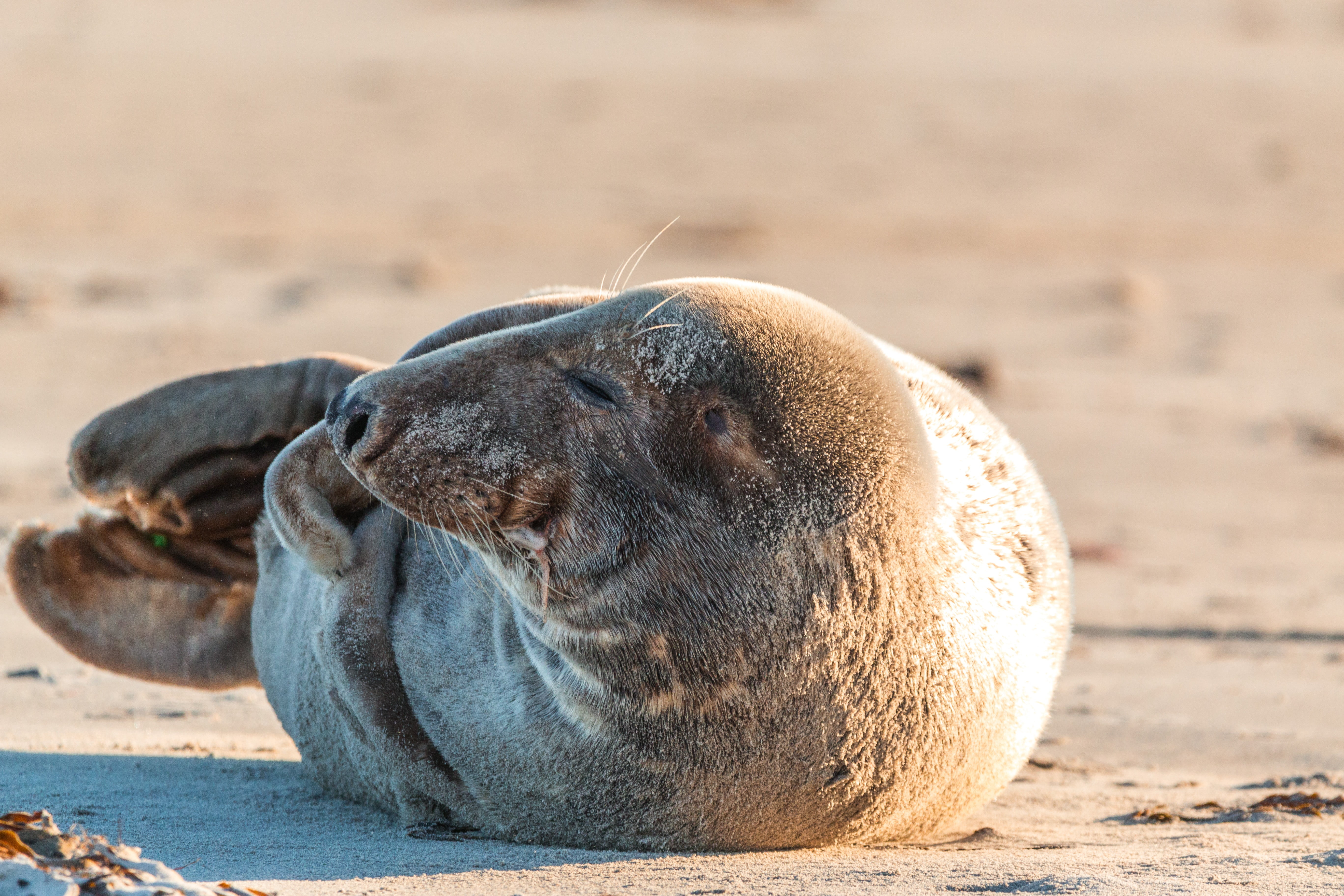 sea lion, island, sea, grey seal, underwater, robbe, beach, helgoland, marine, aquatic mammal, sea island, no people, mammal, outdoors, north sea, 5K, HD Wallpaper