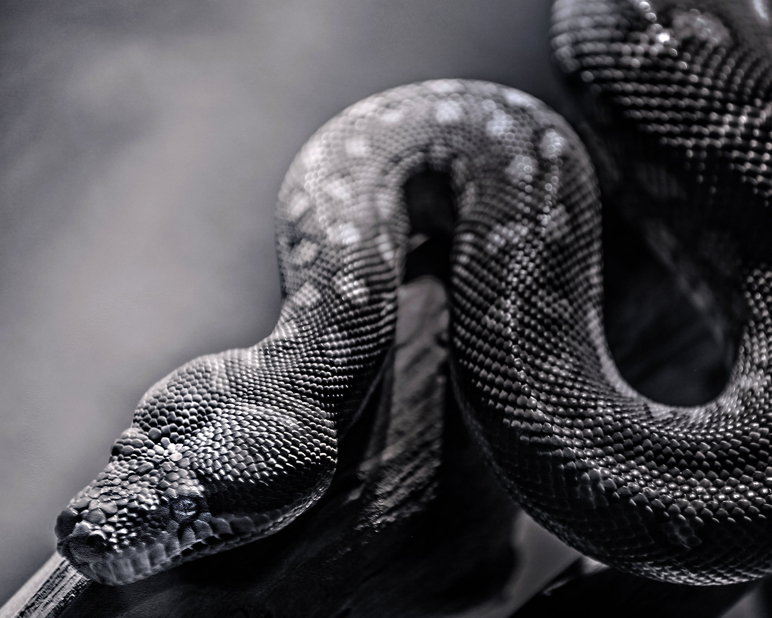crawling, indoors, human leg, animals in captivity, reptile, limb, spotted, 2K, backgrounds, wildlife, snakeskin, animal, body part, danger, black Color, HD Wallpaper