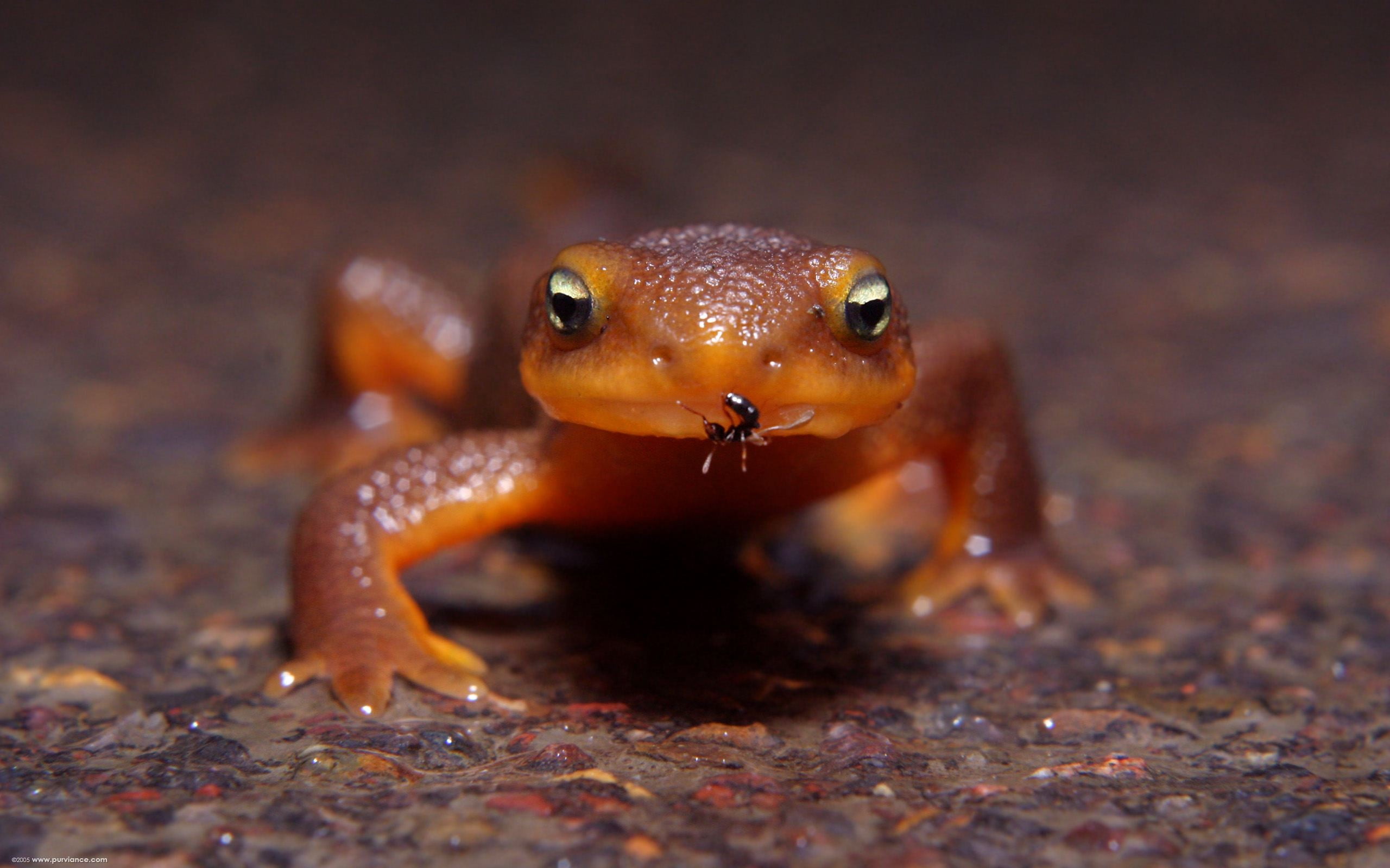 close-up, nature, sea, underwater, amphibian, animal wildlife, frog, sea life, water, macro, portrait, spotted, 2K, animals in the wild, looking at camera, HD Wallpaper