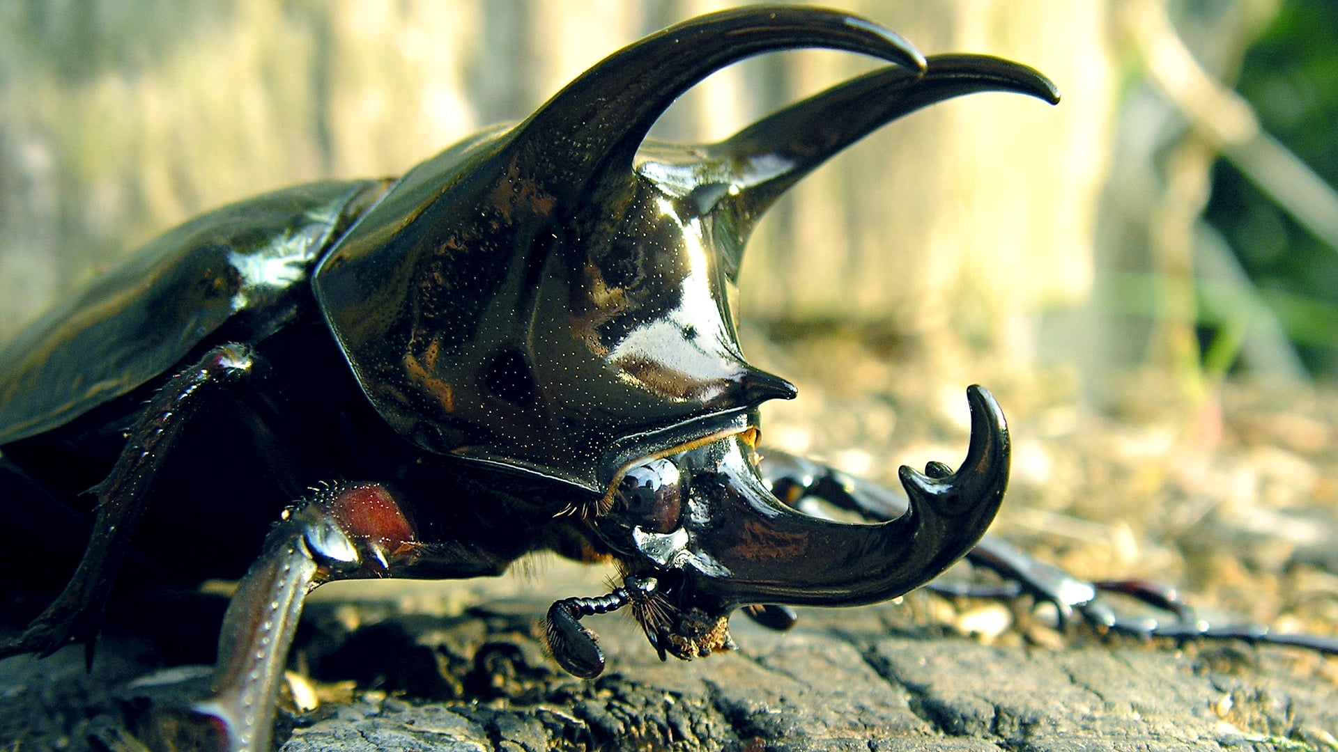 horned, day, land, black, 1080P, brown, backgrounds, vertebrate, animal wildlife, beetle, close-up, mammal, field, wood - material, invertebrate, animal body part, HD Wallpaper