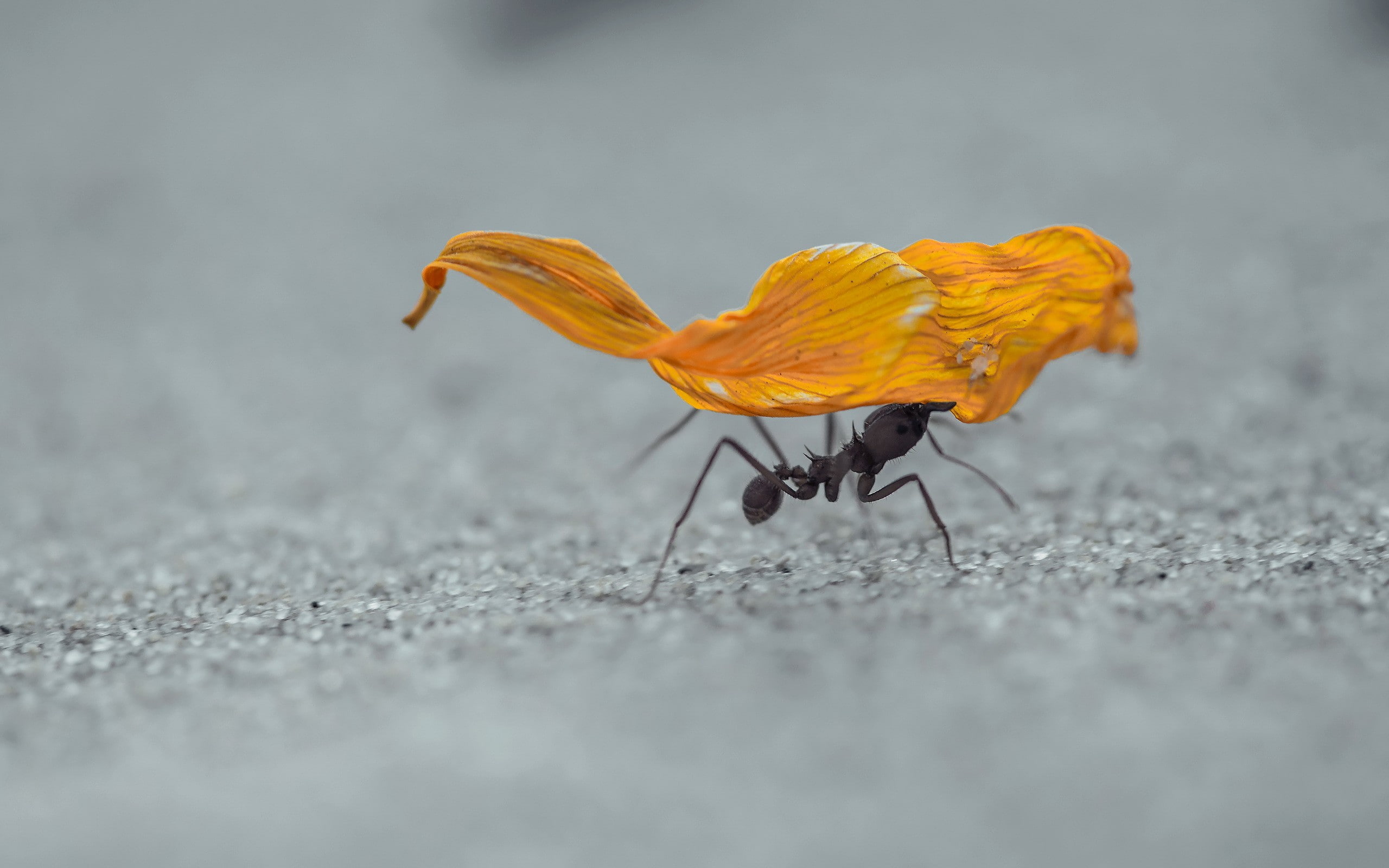2K, hymenoptera, insect, sand, ants, macro, HD Wallpaper