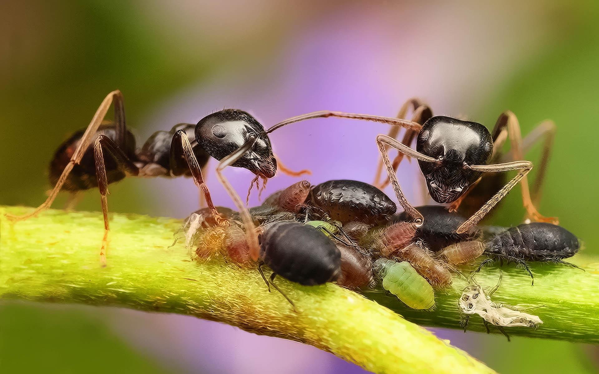 crawler, insect, animals, group, 1080P, marvellous, black, ant, fractalius, fire, ants, HD Wallpaper