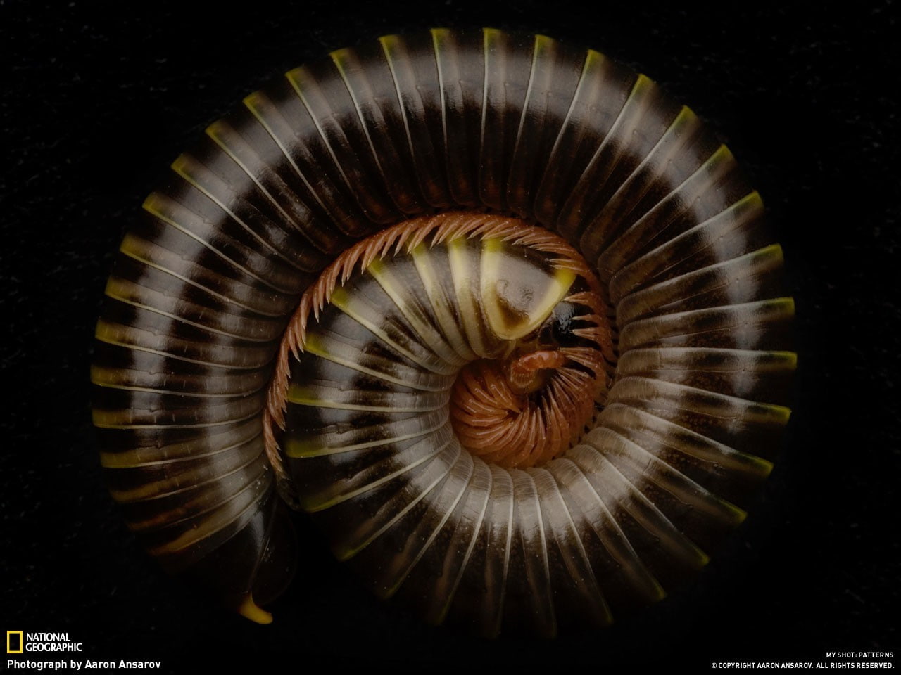 720P, spiral, insect, National Geographic, nature, HD Wallpaper