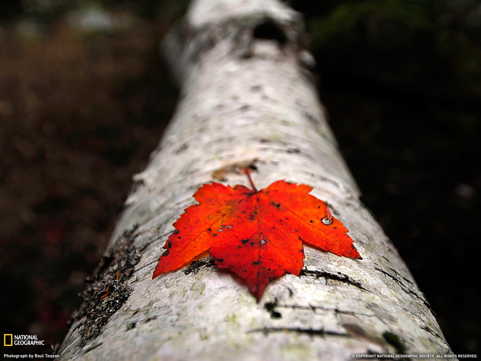 no people, nature, maple leaf, National Geographic, beauty in nature, tree trunk, trunk, forest, selective focus, day, outdoors, leaves, leaf, plant, close-up, HD Wallpaper