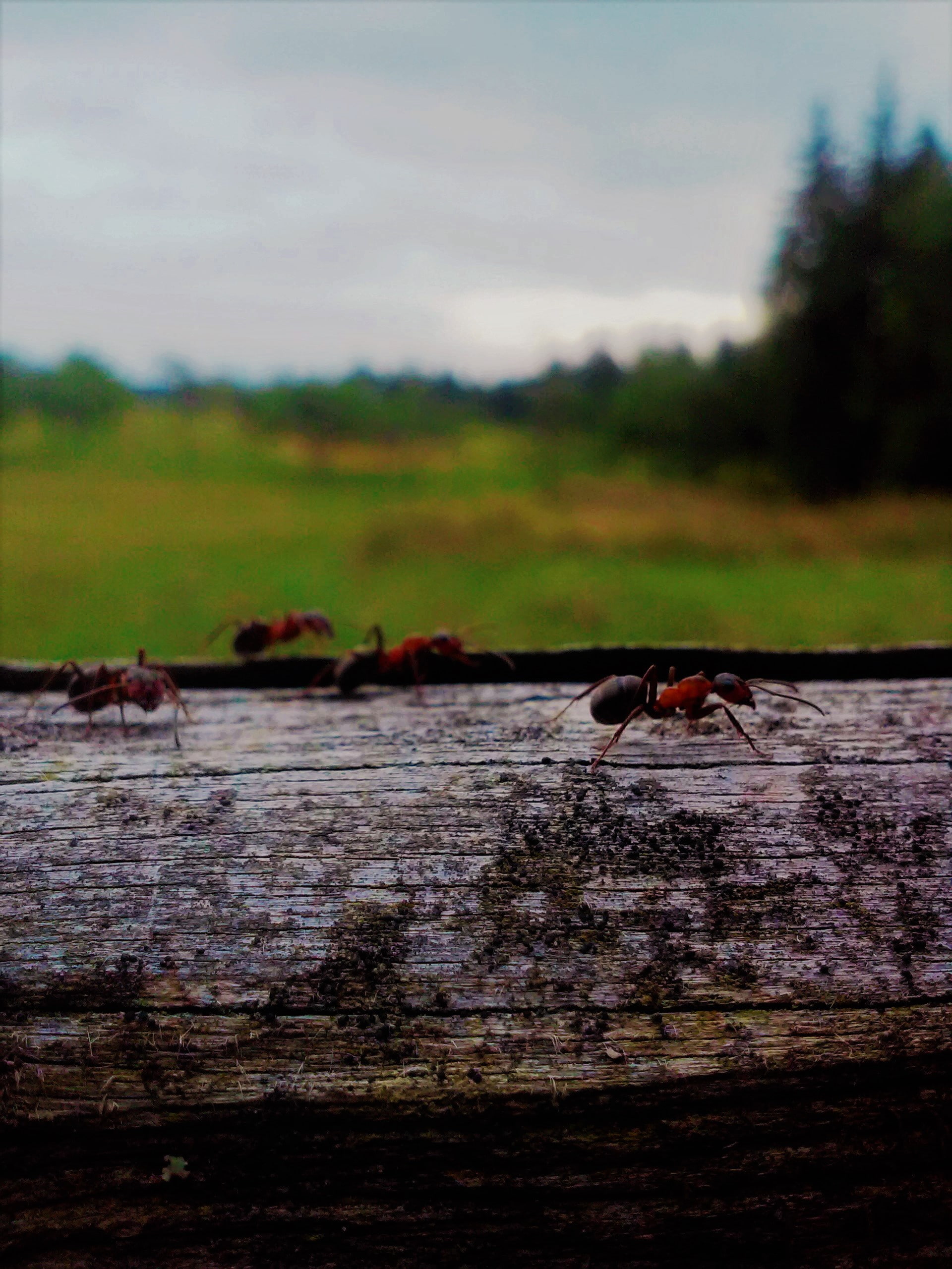 sky, animal themes, plant, 2K, selective focus, ants, perching, tree, vertebrate, insect, animals in the wild, outdoors, no people, animal wildlife, one animal, Phone HD Wallpaper