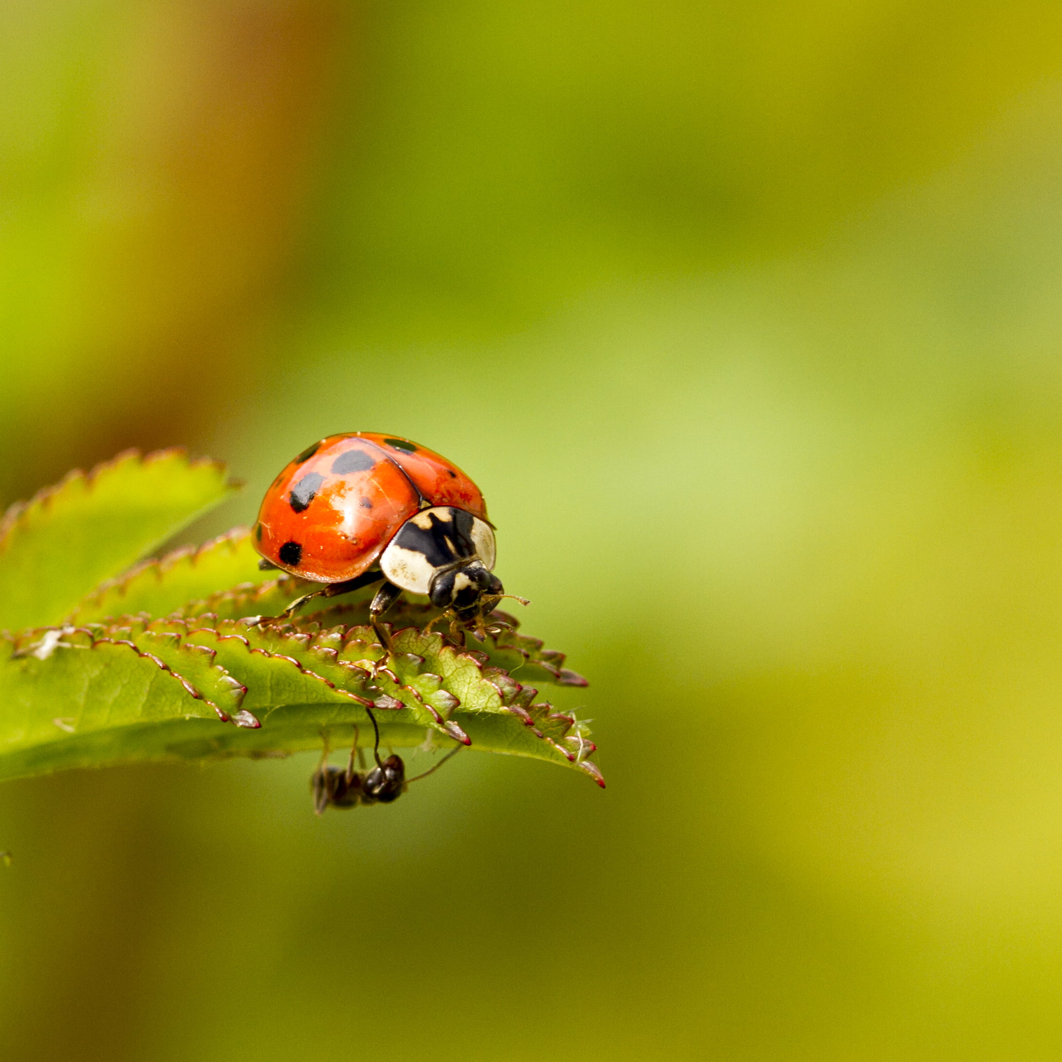 Manic, Insect, animal, garden ant, Peterborough, grass, green Color, photography, Macro, beetle, Ladybug, closeup photography, Green, shock, Canon 7D, Garden, Phone HD Wallpaper