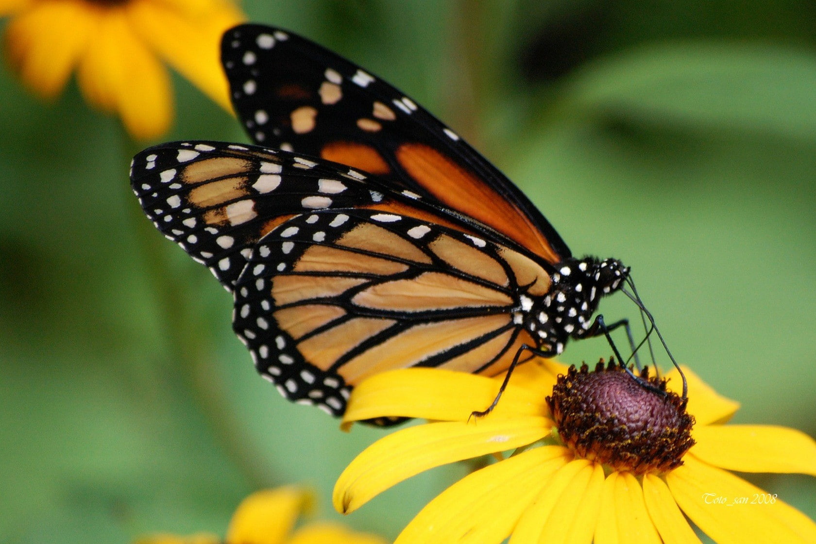 insect, yellow flowers, flowering plant, petal, freshness, animal wildlife, butterfly, outdoors, flower, pollen, flower head, plant, one animal, 720P, HD Wallpaper