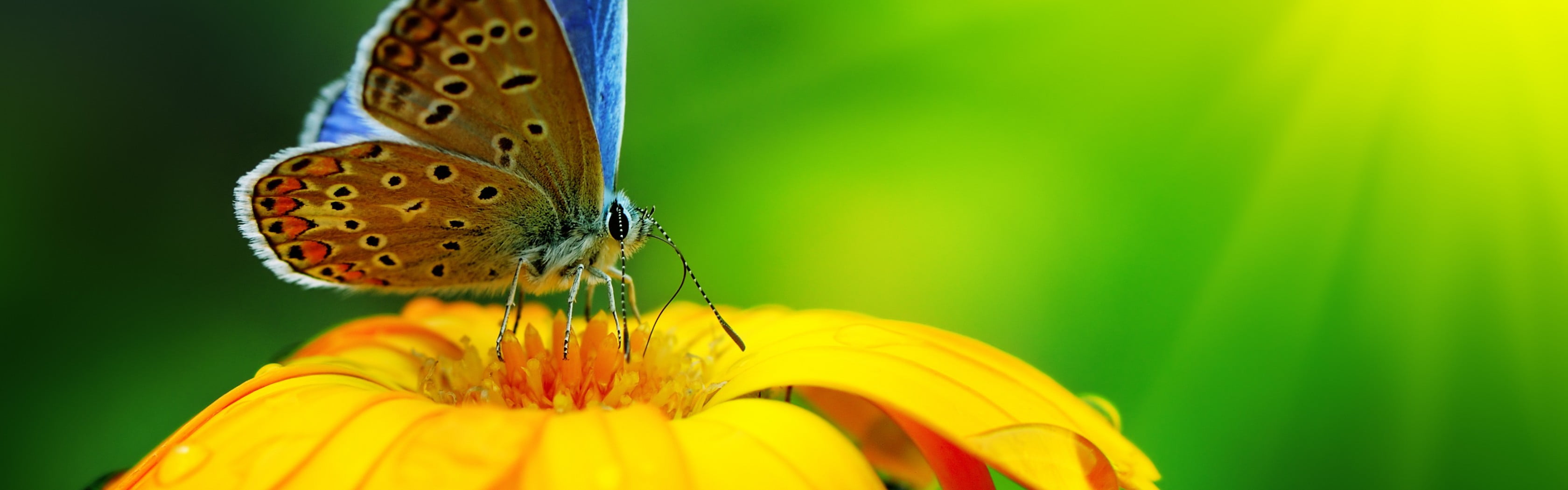 close-up, bright, no people, nature, animal body part, flowering plant, outdoors, animals, butterfly, small, multiple display, plant, animals in the wild, HD Wallpaper