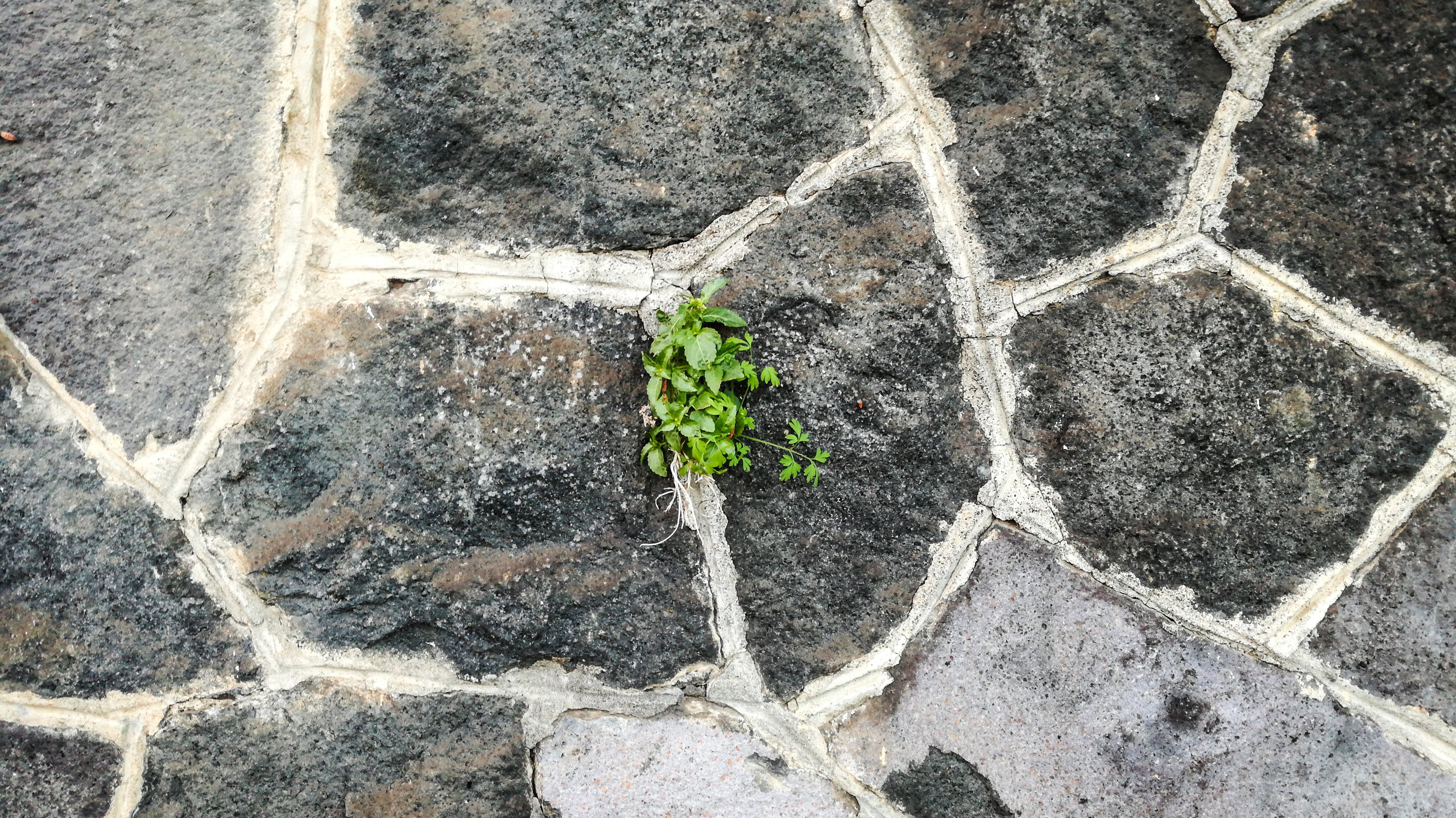 sea, mountains, stones, growth, leaves, spontaneous, pattern, 4K, wall - building feature, no people, beauty in nature, joints, volcanic rock, lava stone, HD Wallpaper
