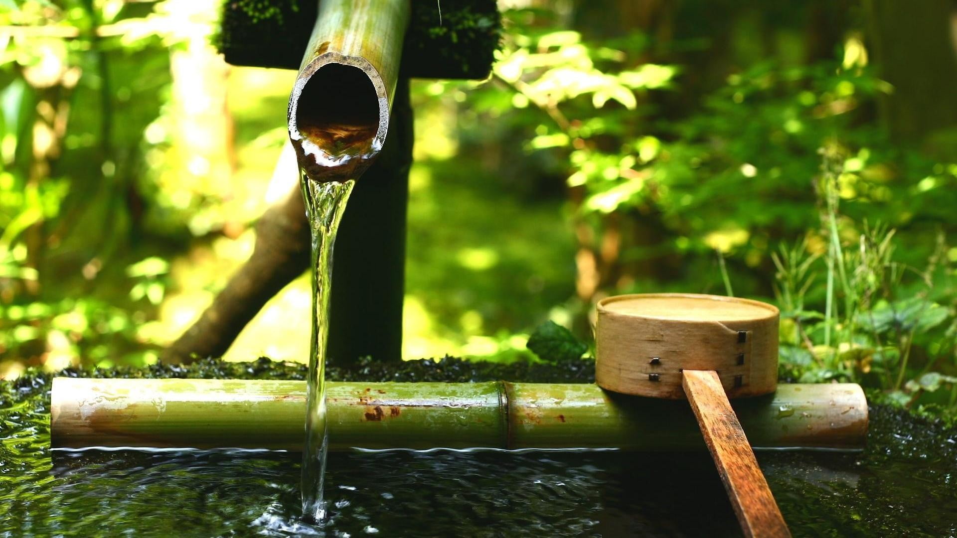 1080P, bamboo, representation, nature, outdoors, focus on foreground, water, wood - material, plant, green color, day, bamboo - material, brown, tree, HD Wallpaper