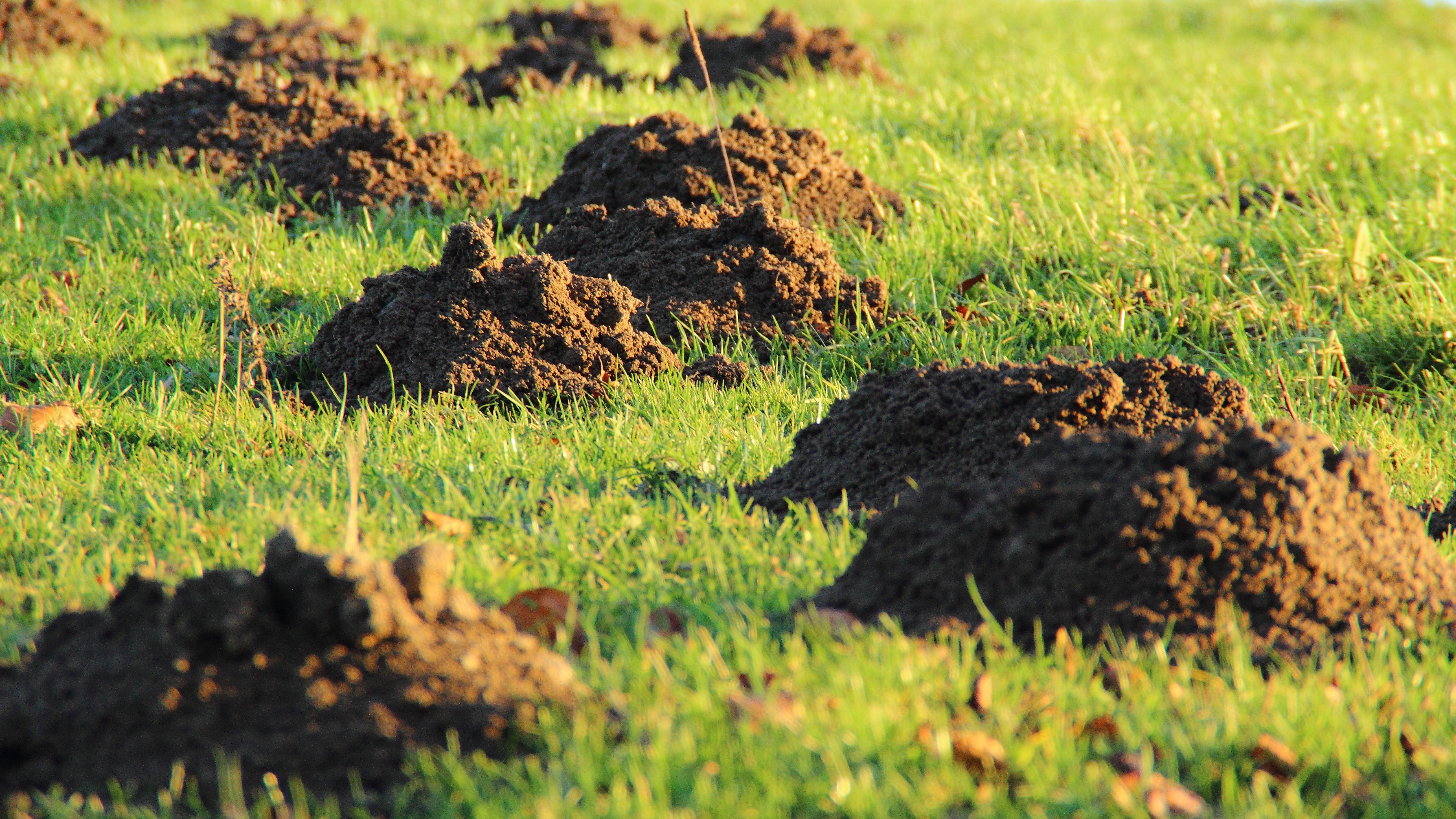 secret service, animal themes, molehill, animal wildlife, outdoors, field, nature, dirt, growth, 5K, mole, grass, land, informer, agriculture, animal, HD Wallpaper