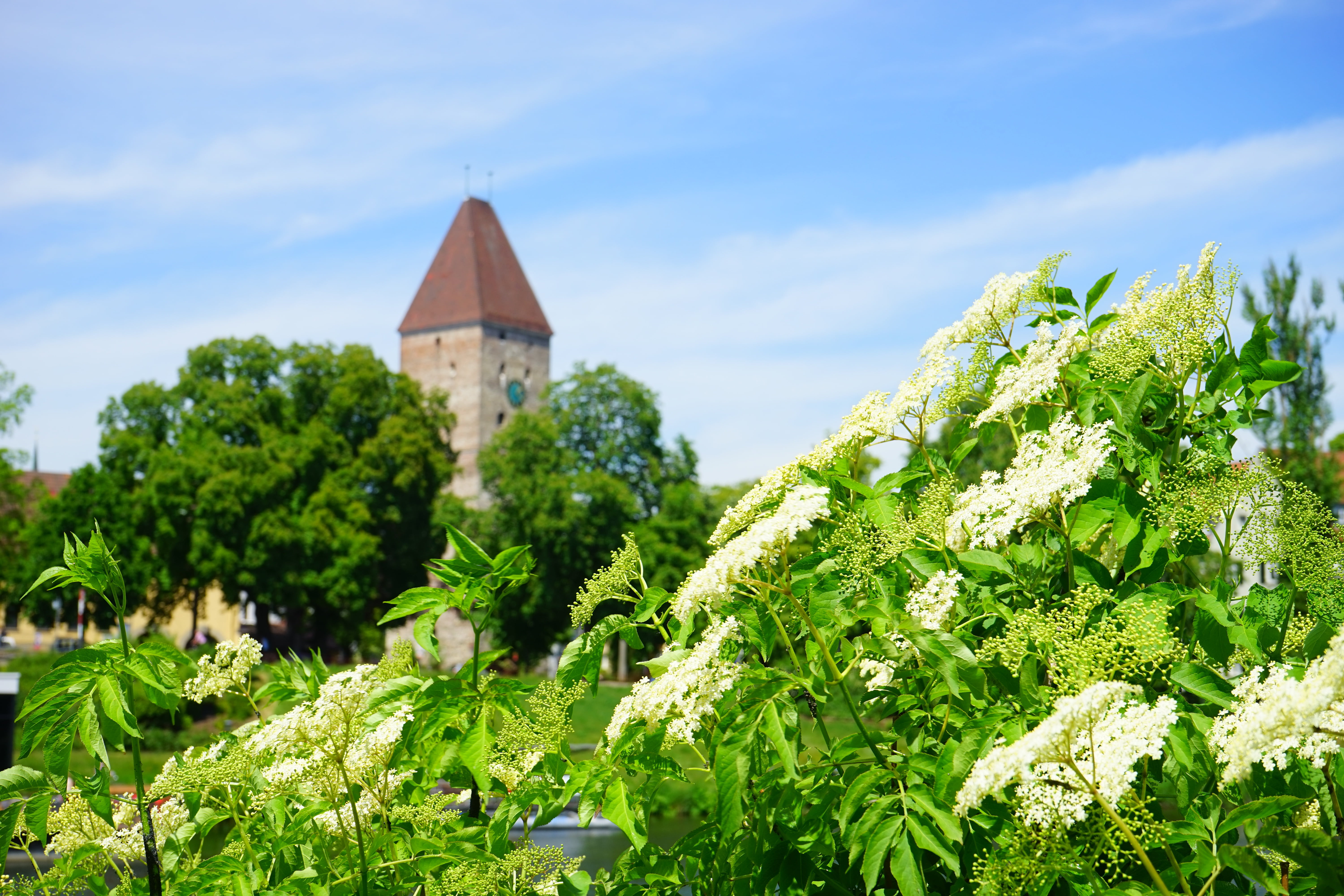 beauty in nature, cloud - sky, place of worship, plant, religion, holder, sambucus, nature, sky, 5K, tree, built structure, building, architecture, holler, HD Wallpaper