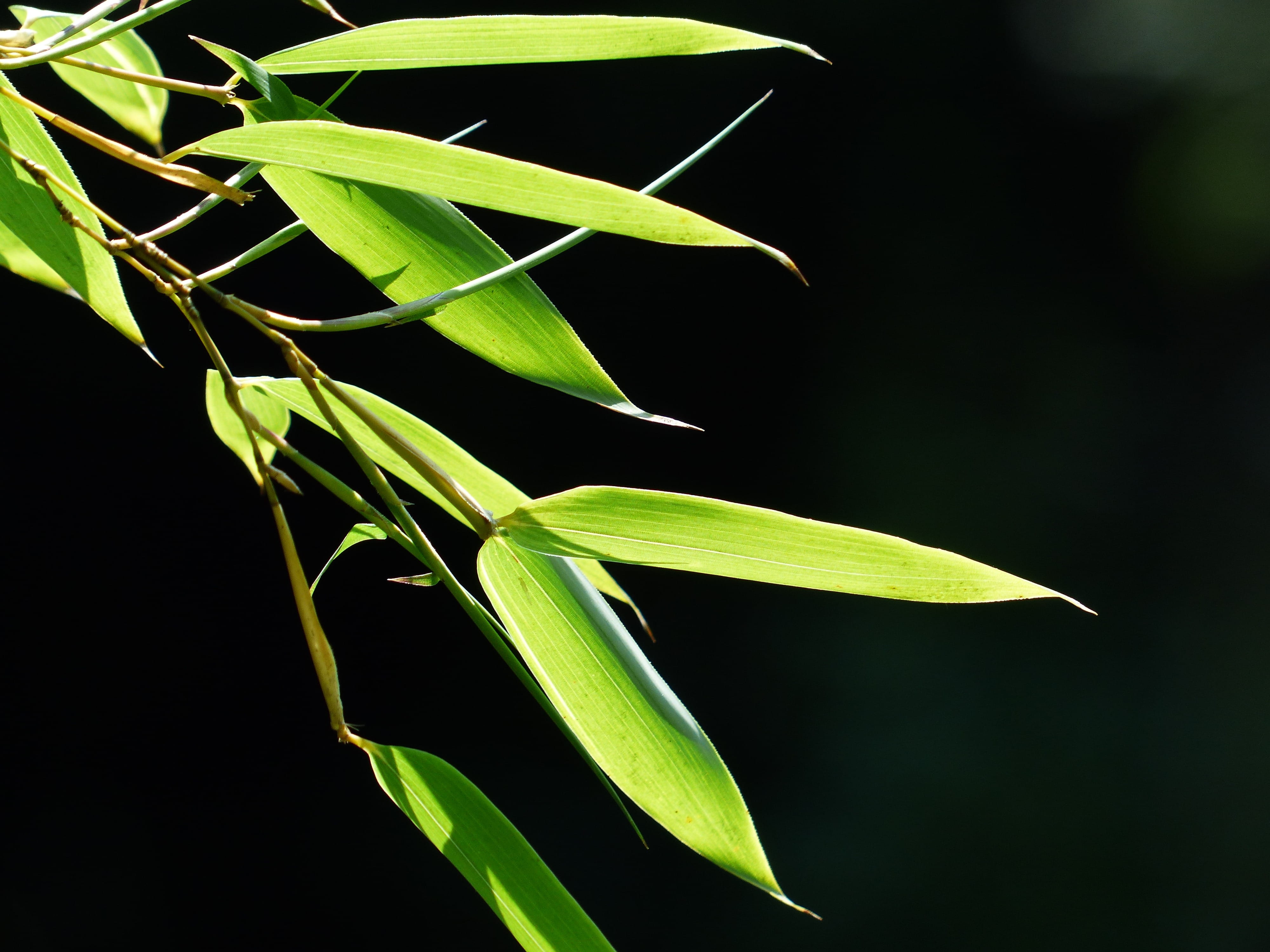 plant, Leaves, licorice, leaf, 4K, bambusoideae, poaceae, nature, one animal, plant part, leafed, close-up, studio shot, bamboo leaves, Green, sunlight, HD Wallpaper