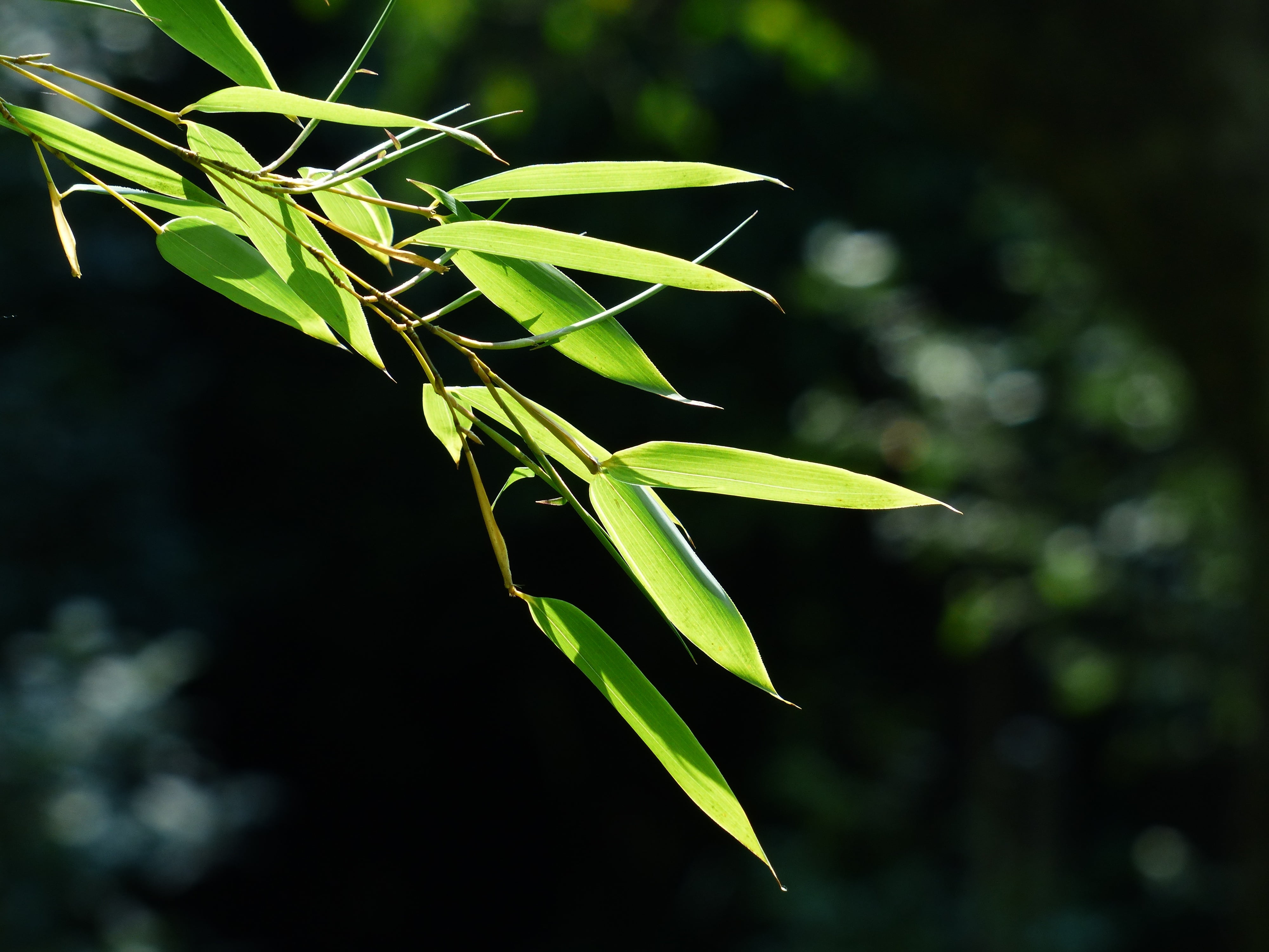 focus on foreground, hardy, green color, animal themes, leaf, p, bambusoideae, insect, phyllostachys aureosulcata, invertebrate, plant, nature, day, one animal, HD Wallpaper