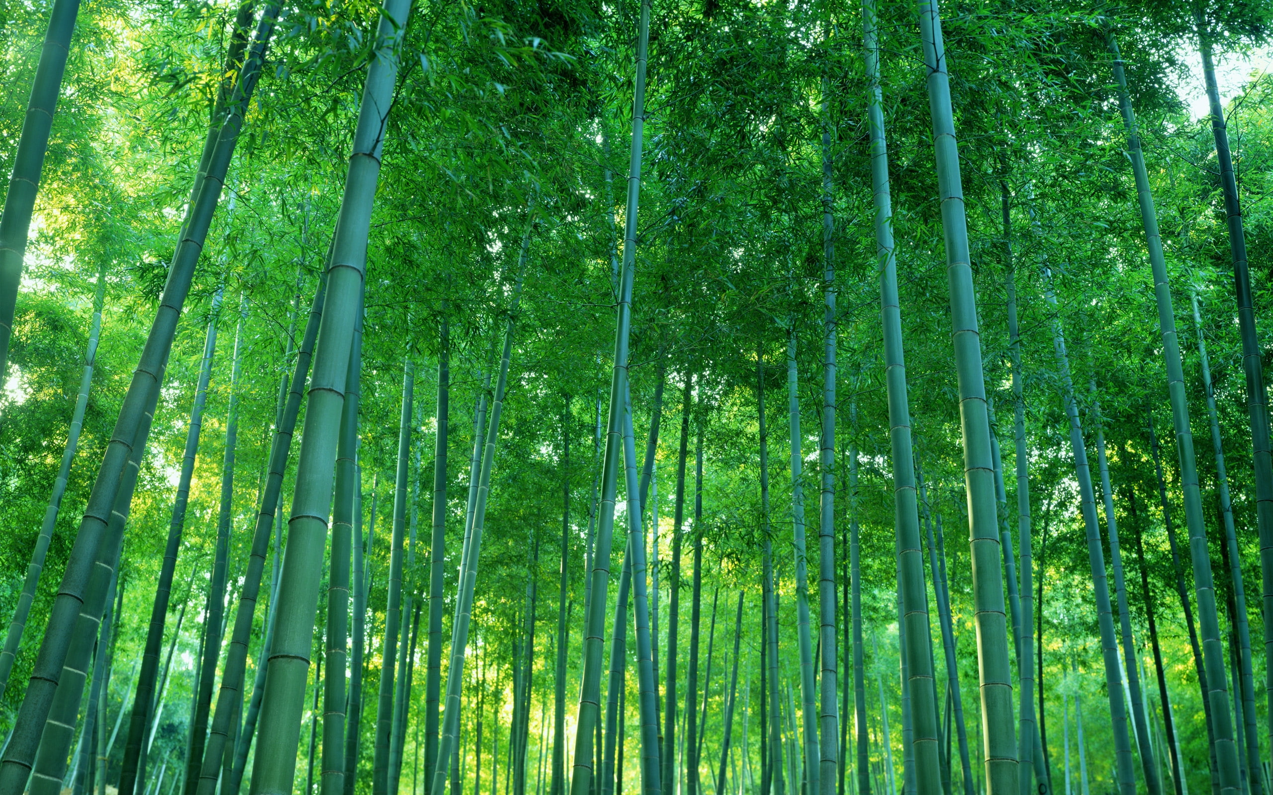 nature, art, x, 2K, forest, thing, forests, boss, bamboo, bamboosure, hd, HD Wallpaper