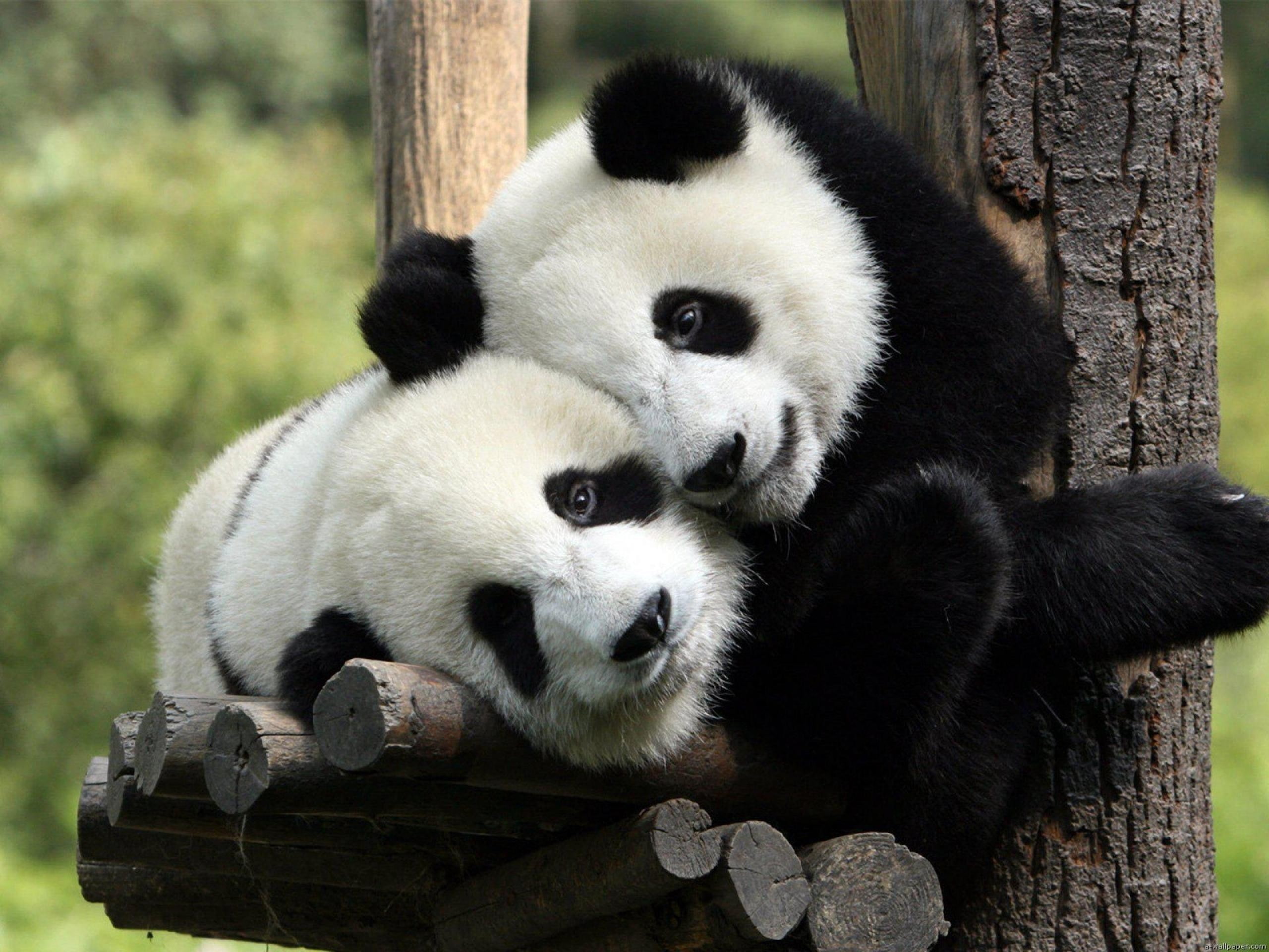 bears, hd, 2K, nature, black, white, art, Love, panda, x, animals, bamboo, HD Wallpaper