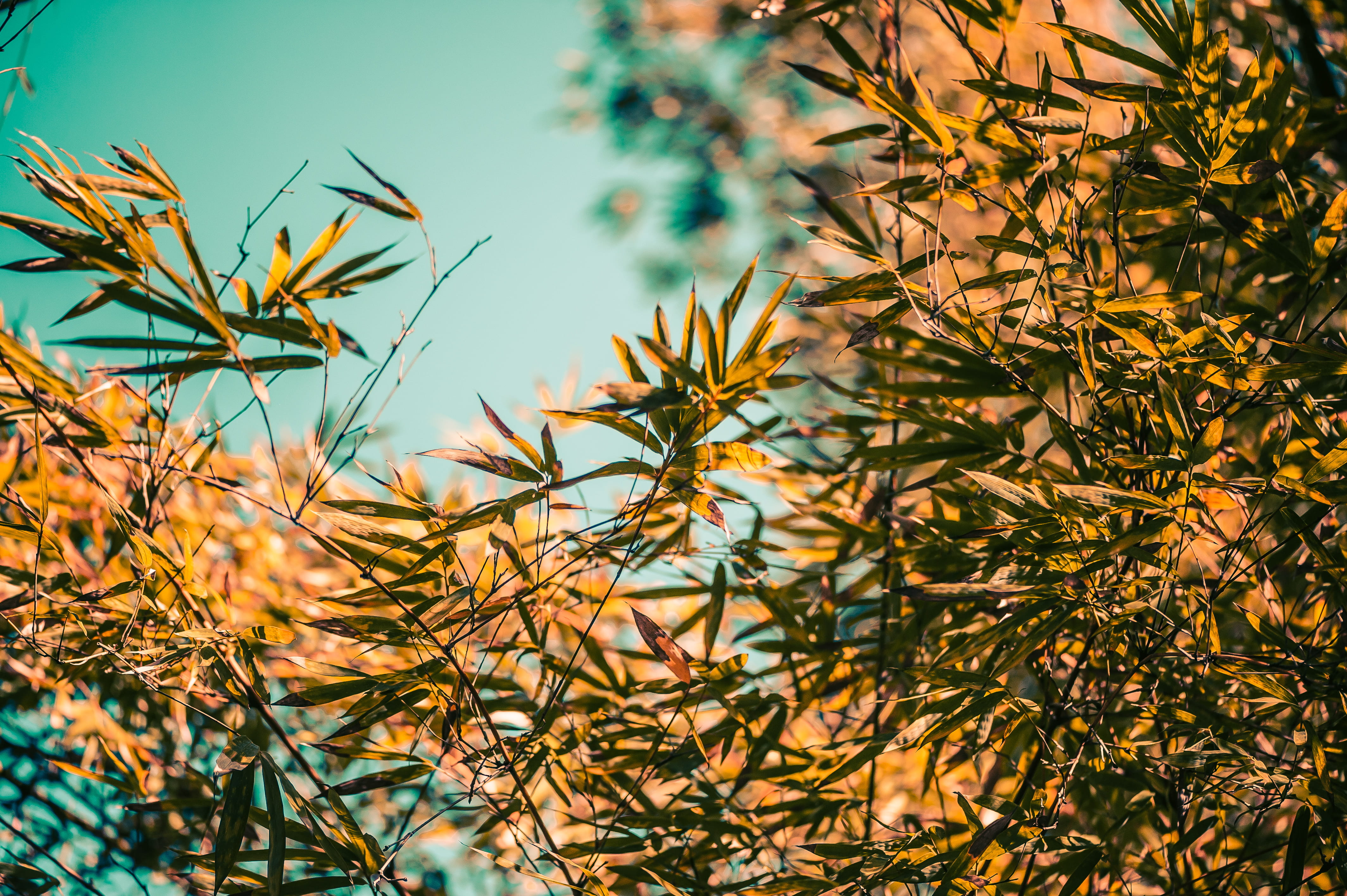 puerto rico, close-up, pr, outdoors, no people, art, plant part, grass, bush, tranquility, mayaguez, sunlight, selective focus, plant, branch, flower, vegetation, HD Wallpaper