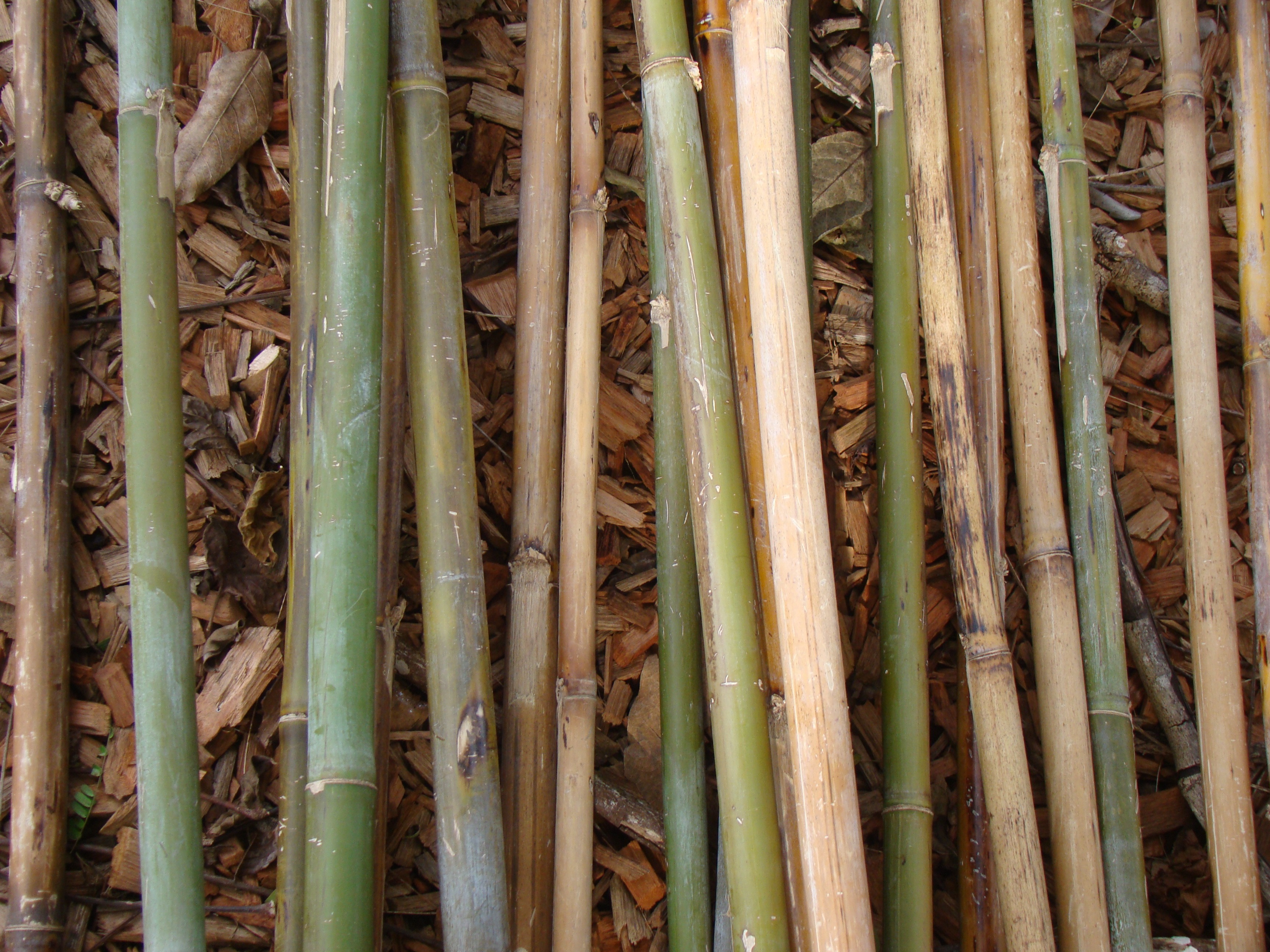 bamboo, abundance, botanical, bamboo - plant, pattern, natural, bamboo rods, botany, vegetation, nature, tree, herb, bamboo grove, growth, wood - material, HD Wallpaper