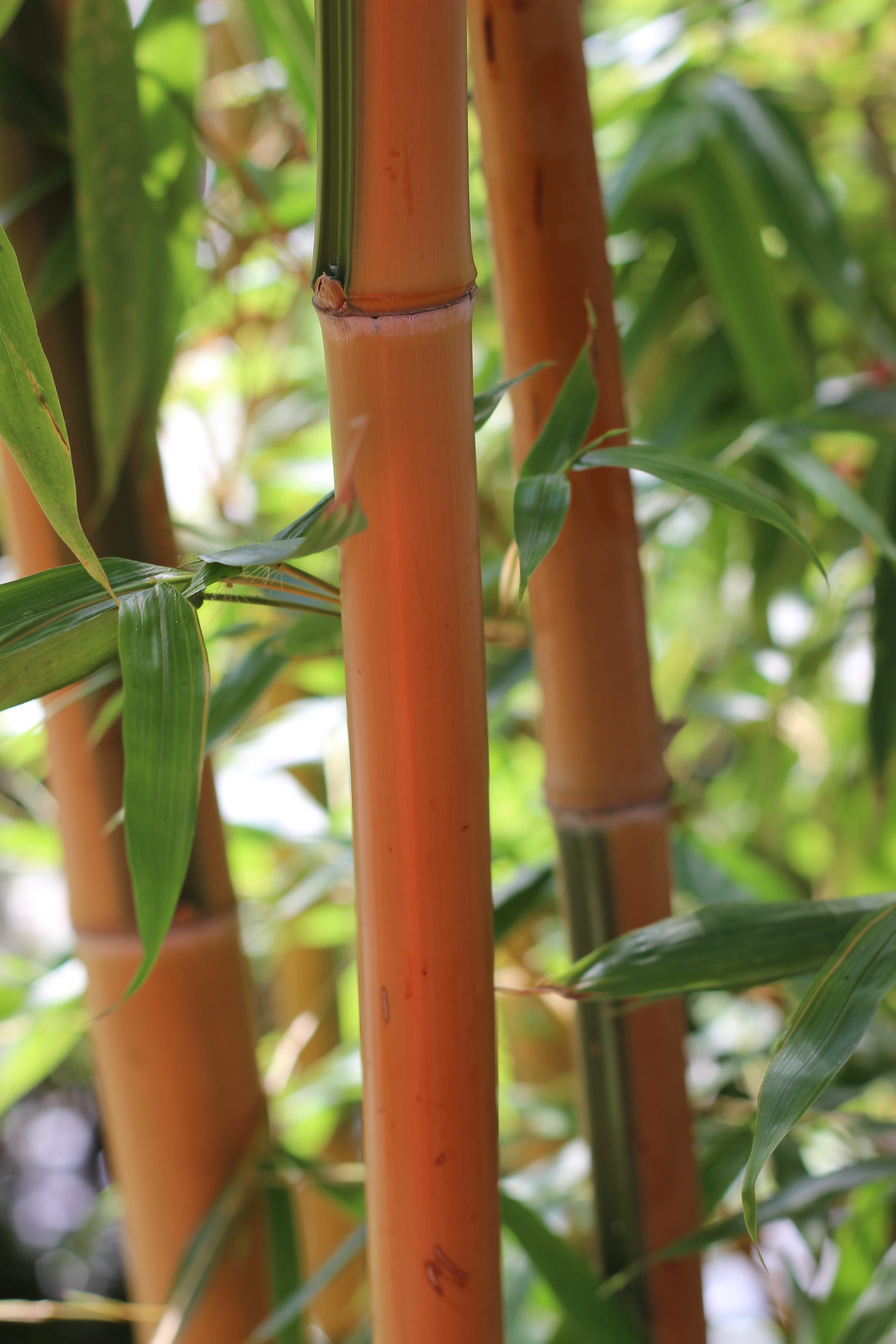 leaf, bamboo plants, day, brown, beauty in nature, green color, 5K, plant, three, no people, sunlight, china, bamboo rods, tranquility, bamboo, growth, Phone HD Wallpaper