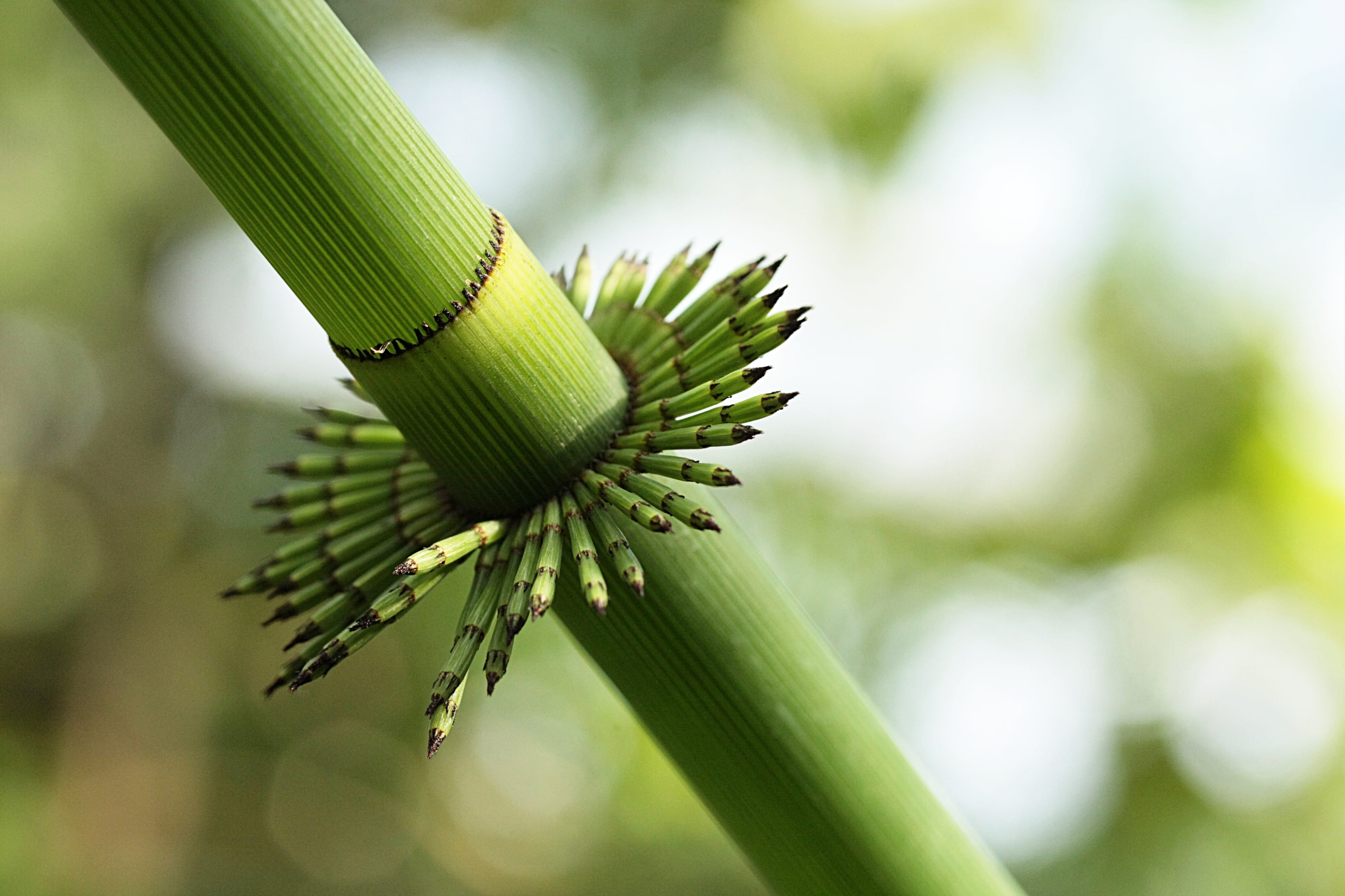 fresh, engine, close up, tree, 4K, flora, bamboo, beauty in nature, day, plant, food, asia, environment, food and drink, focus on foreground, outdoors, HD Wallpaper