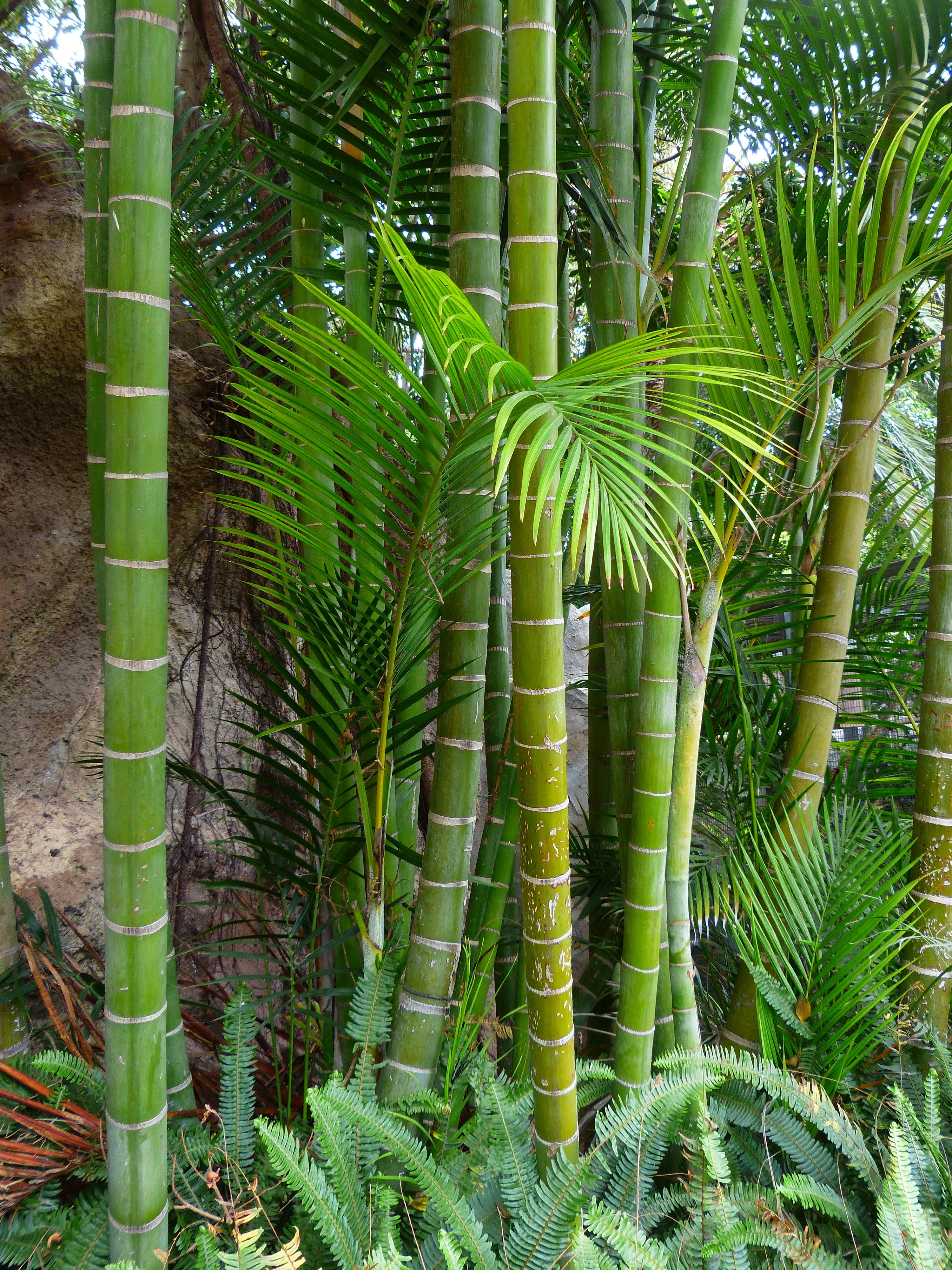 bamboo trees, plant, rainforest, moso bamboo, outdoors, giant bamboo, bamboo, fern, beauty in nature, tree, nature, tree trunk, bamboo grove, growth, green, Phone HD Wallpaper