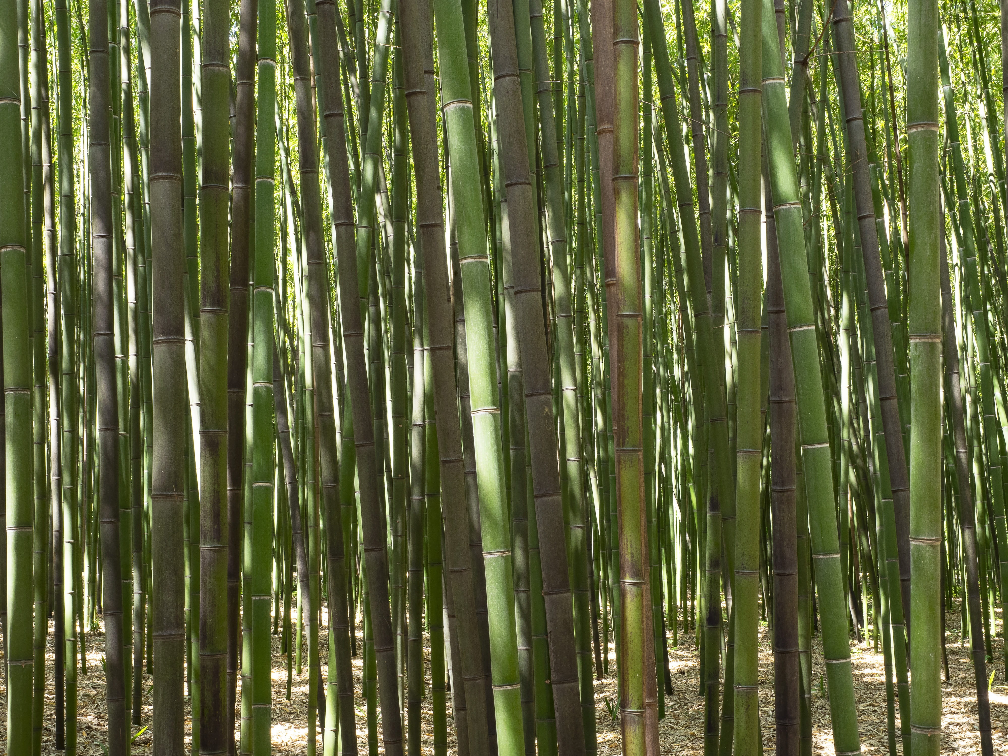 day, forest, beauty in nature, tranquil scene, bamboo, tree, abundance, outdoors, green color, plant, trees, backgrounds, plants, full frame, nature, no people, HD Wallpaper
