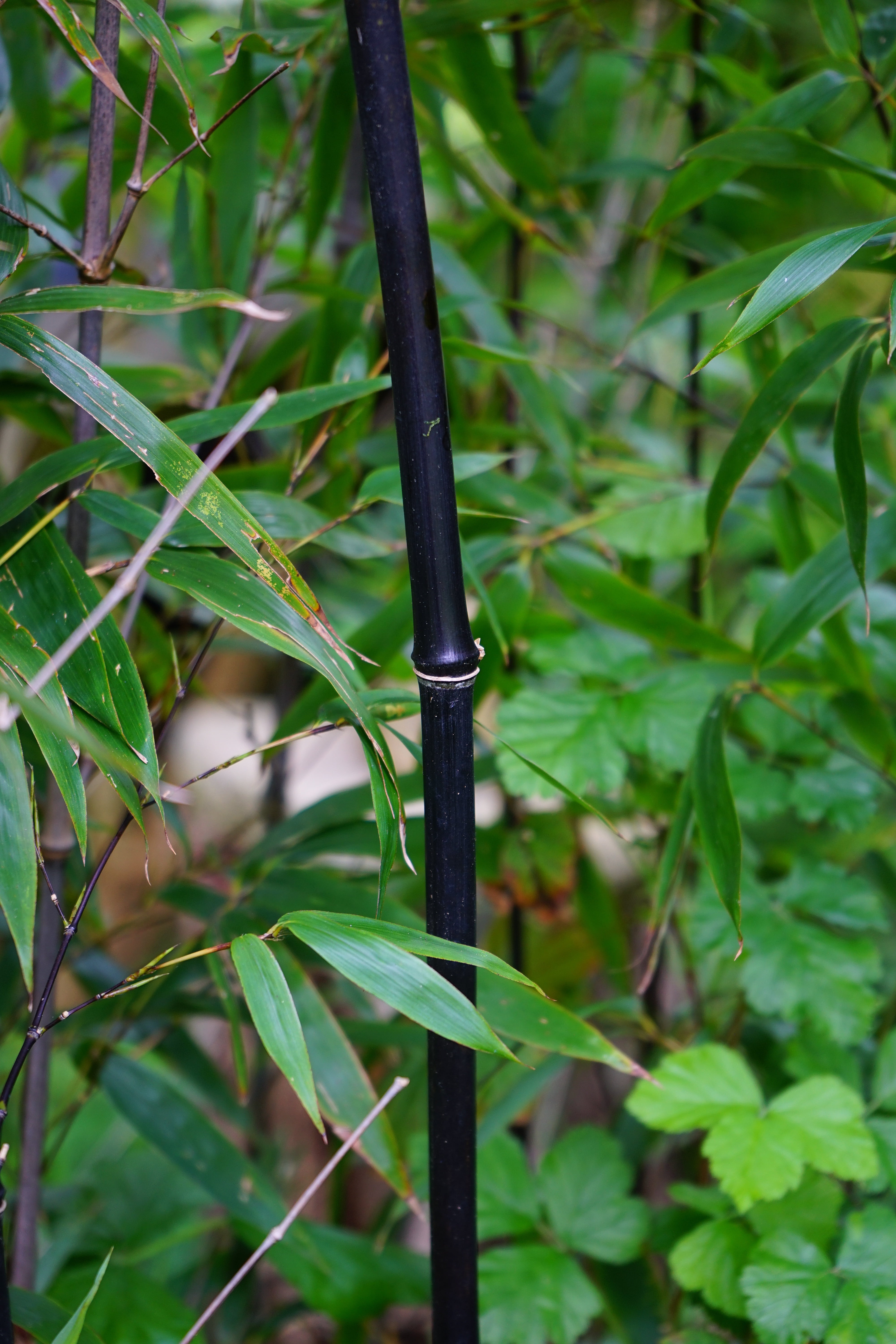 animal themes, selective focus, one animal, 5K, knot, bamboo - plant, plant stem, no people, close-up, bamboo, wood, focus on foreground, forest, day, Phone HD Wallpaper