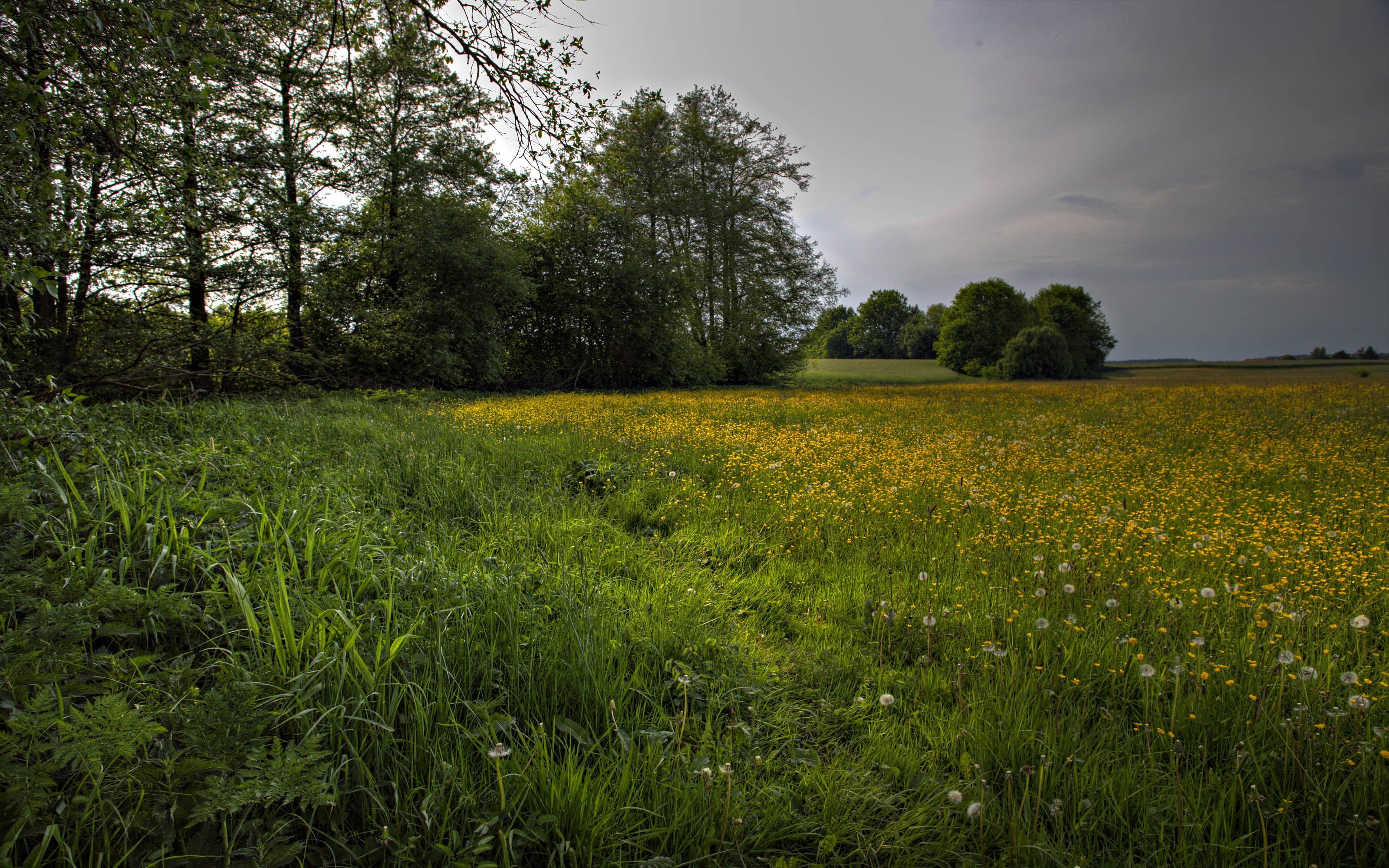tree, landscape, nature, grass, cloud - sky, petaled, flowers, plant, 2K, yellow, non-urban scene, environment, tranquility, trees, outdoors, scenics - nature, HD Wallpaper