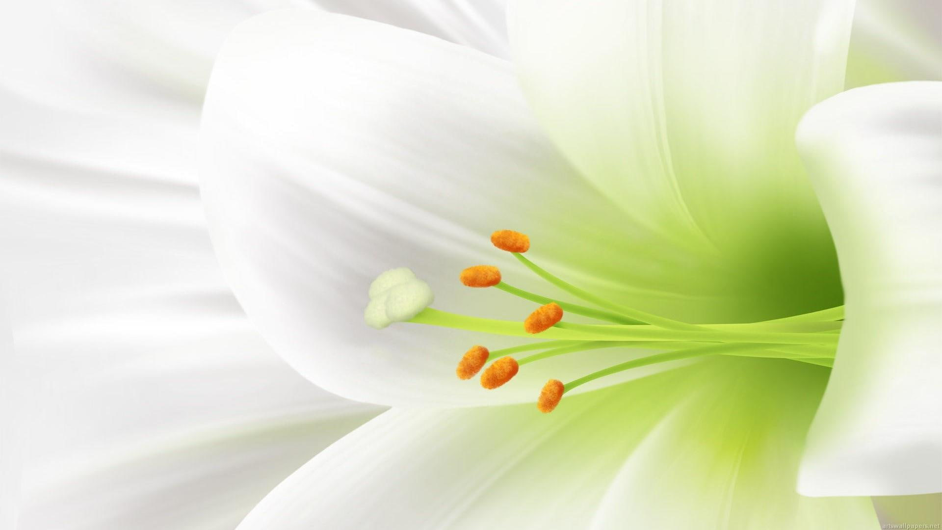 flowers, lily, flower, 1080P, white lily, easter flower, easter lily, HD Wallpaper