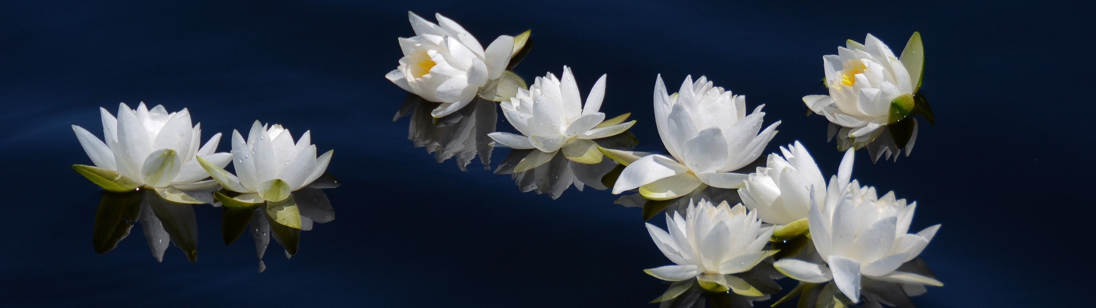 vulnerability, Lily, beauty in nature, flower head, indoors, water, black background, flower arrangement, petal, white color, monitor, inflorescence, screen, HD Wallpaper