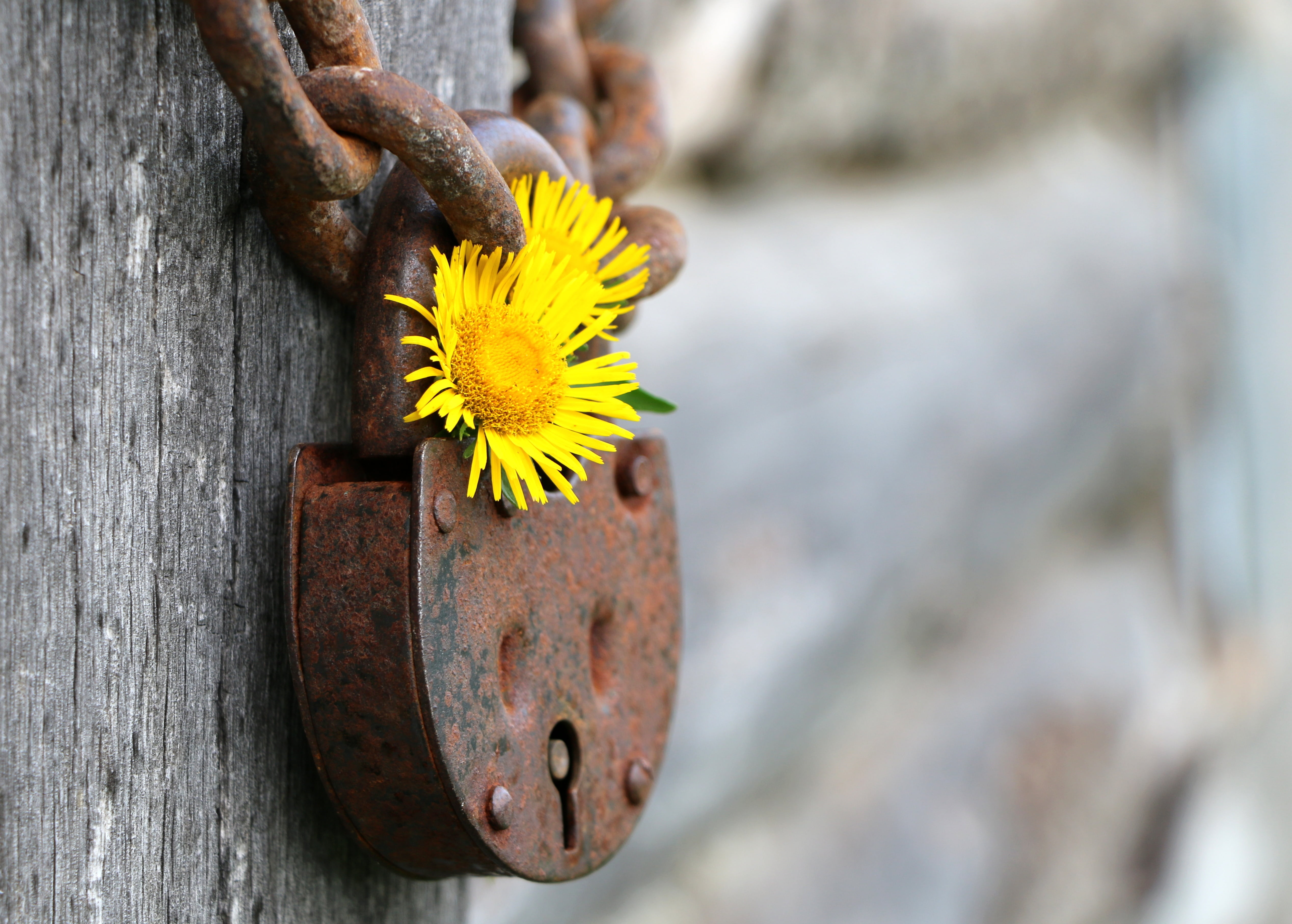 grey, shackle, day, inflorescence, close, protection, flowering plant, pollen, key, no people, wood - material, flower, keyhole, fragility, outdoors, view, HD Wallpaper