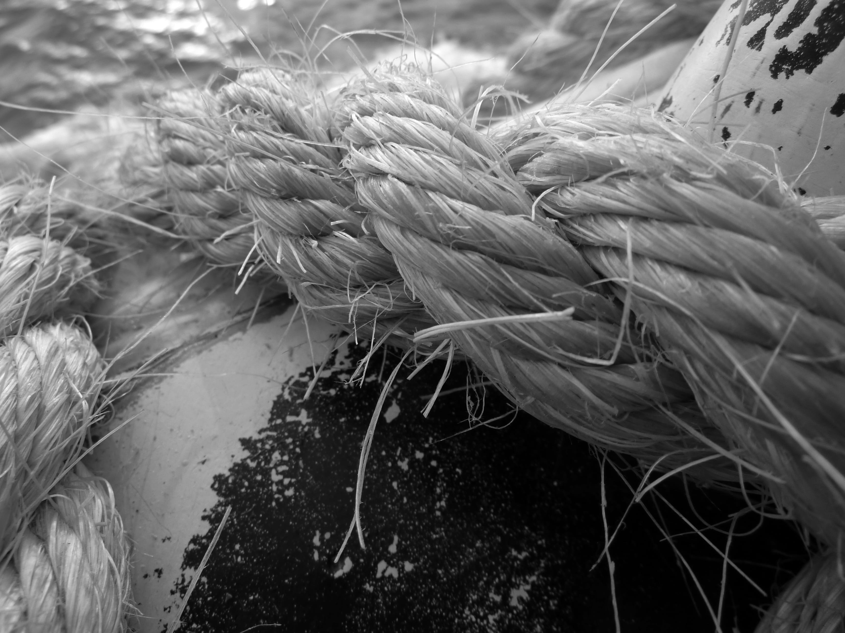 Rope, Close Up, cereal plant, nautical Vessel, vulnerability, nature, tied Knot, ship accessories, agriculture, 2K, beauty in nature, day, land, crop, HD Wallpaper