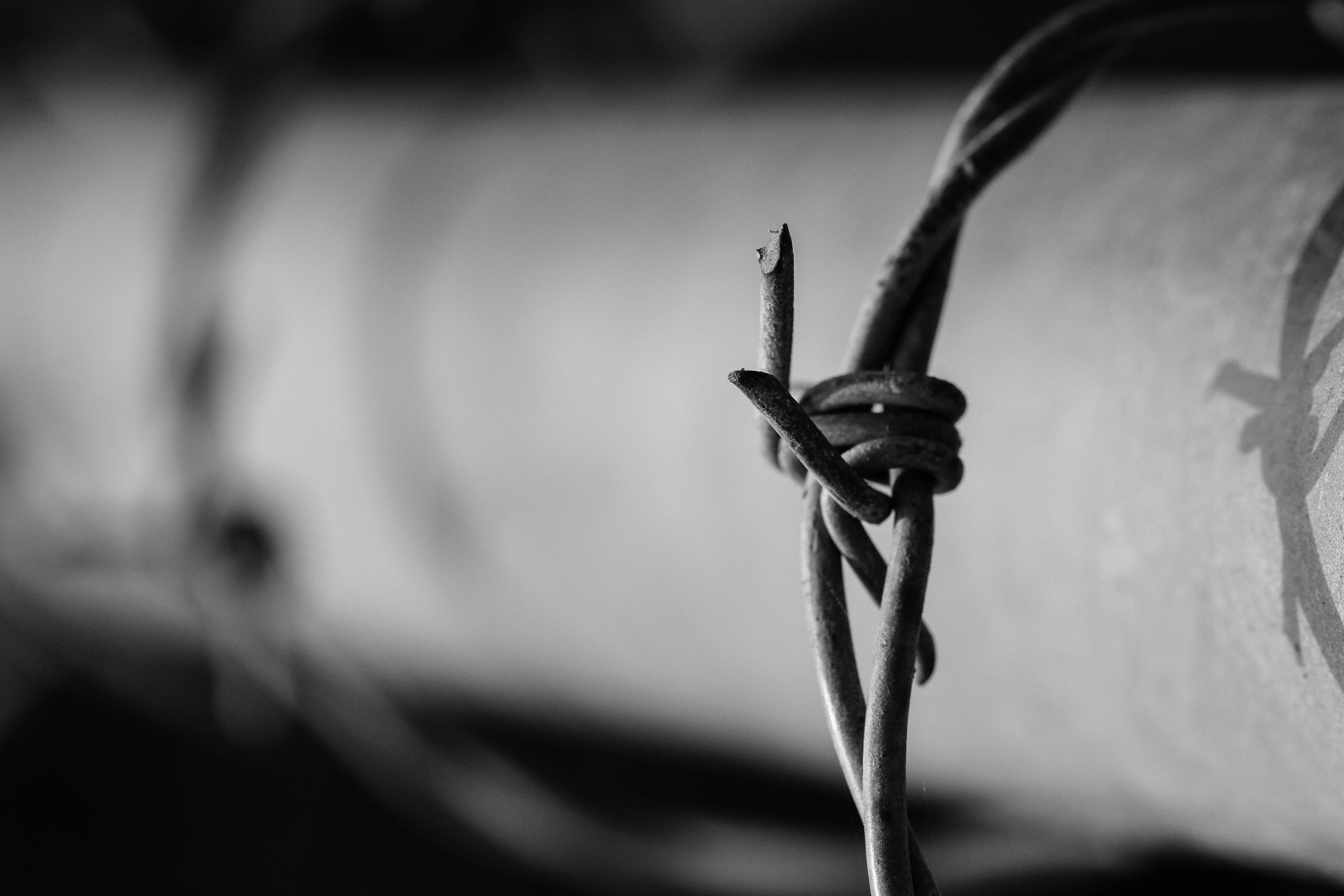 wire, border, outdoors, arrest, barbed, photo, metal, animal themes, fence, protection, no people, sharp, iron, day, defense, one animal, safety, war, 5K, HD Wallpaper