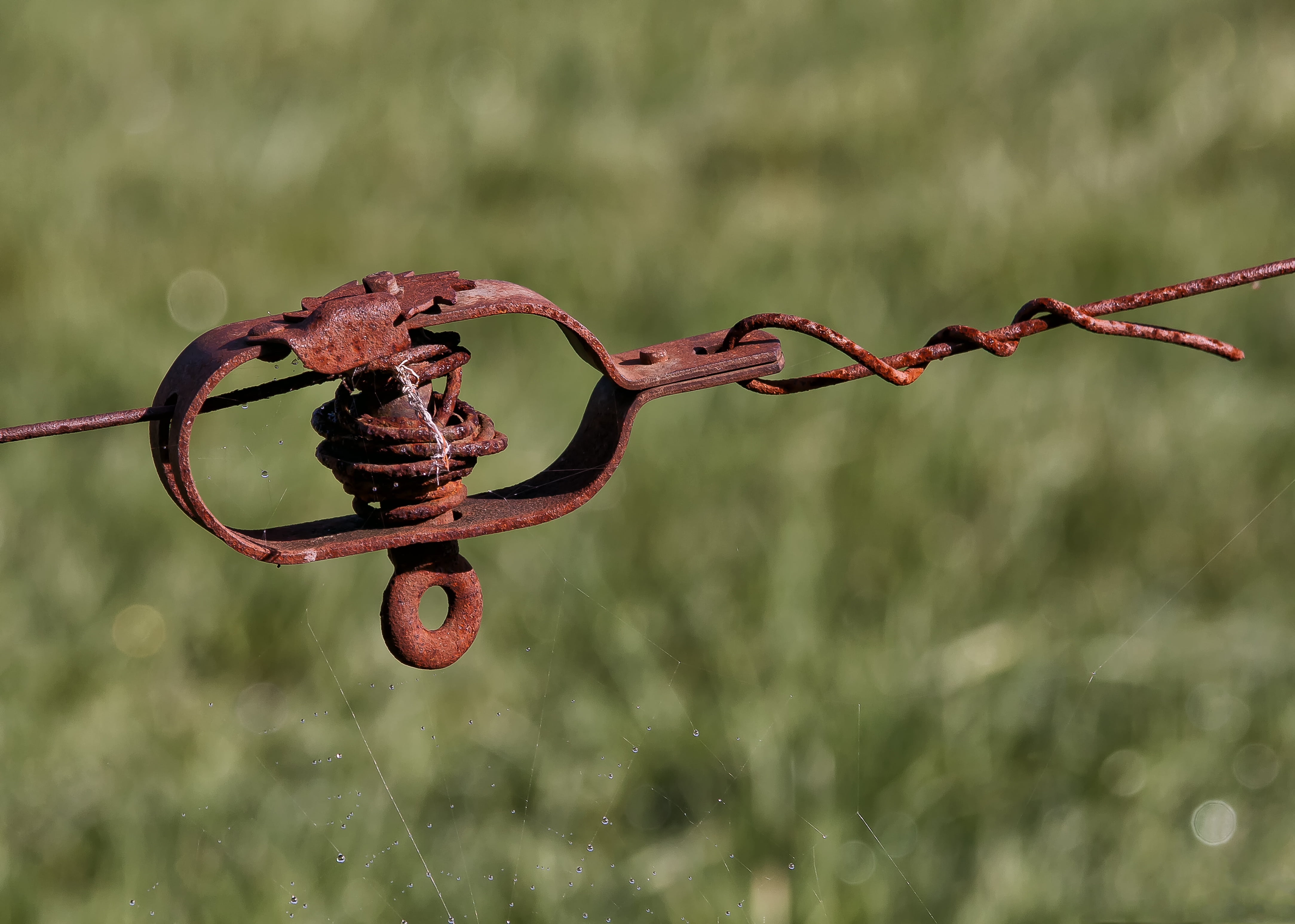 security, captivity, 4K, clamping, outdoors, protection, plant, stainless, rusted, barrier, safety, garden fence, damaged, close-up, pasture fence, gate, HD Wallpaper