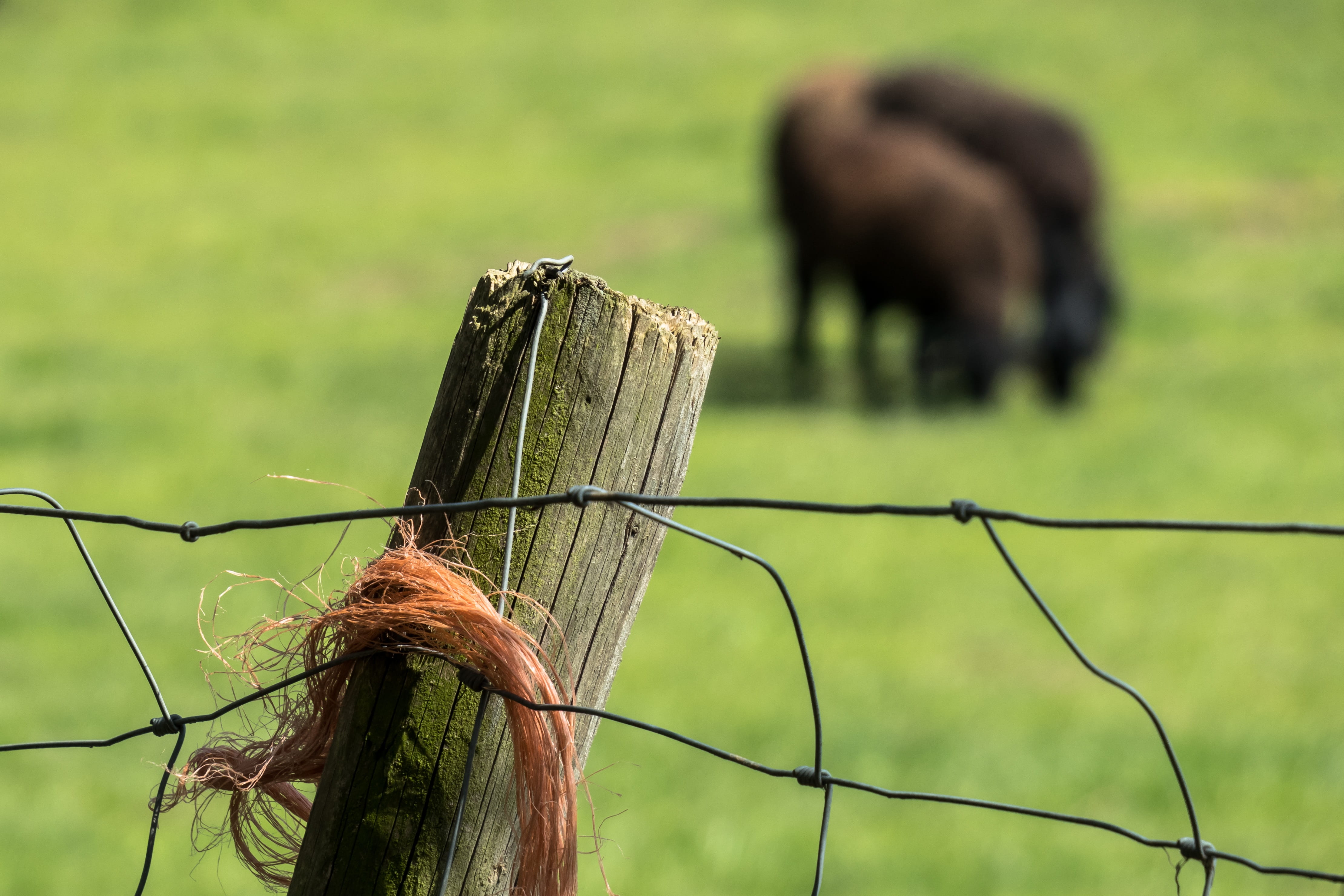 safety, pasture, barrier, wooden post, no people, separate, fence, post, demarcation, barbed wire, wood - material, field, animal, limit, nature, animal themes, HD Wallpaper