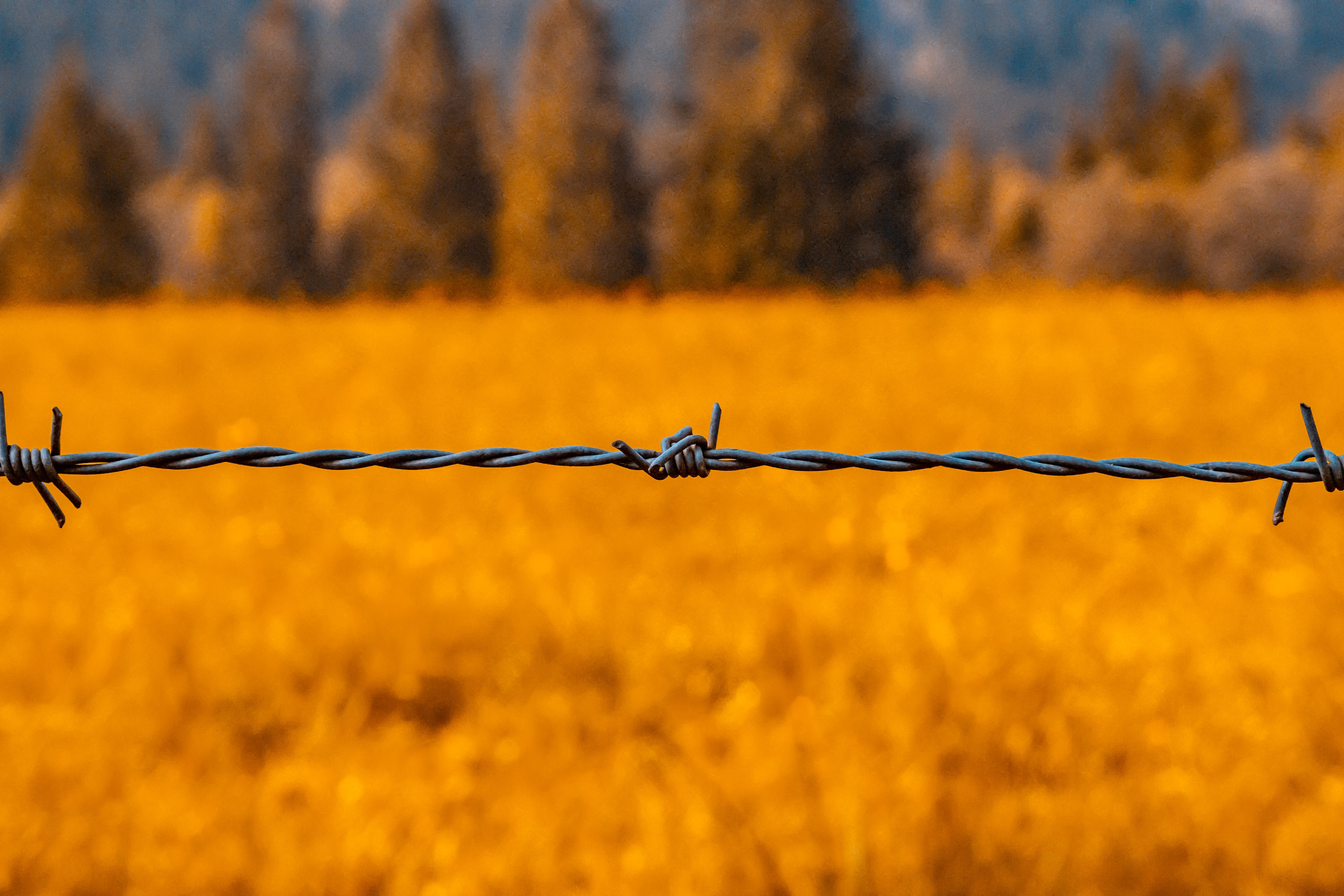 5K, wire fence, iron, boundary, outdoors, limit, day, wire, prison, exclusion, nature, fenced, close-up, security, safety, prickly, field, sharp, barbed wire, HD Wallpaper