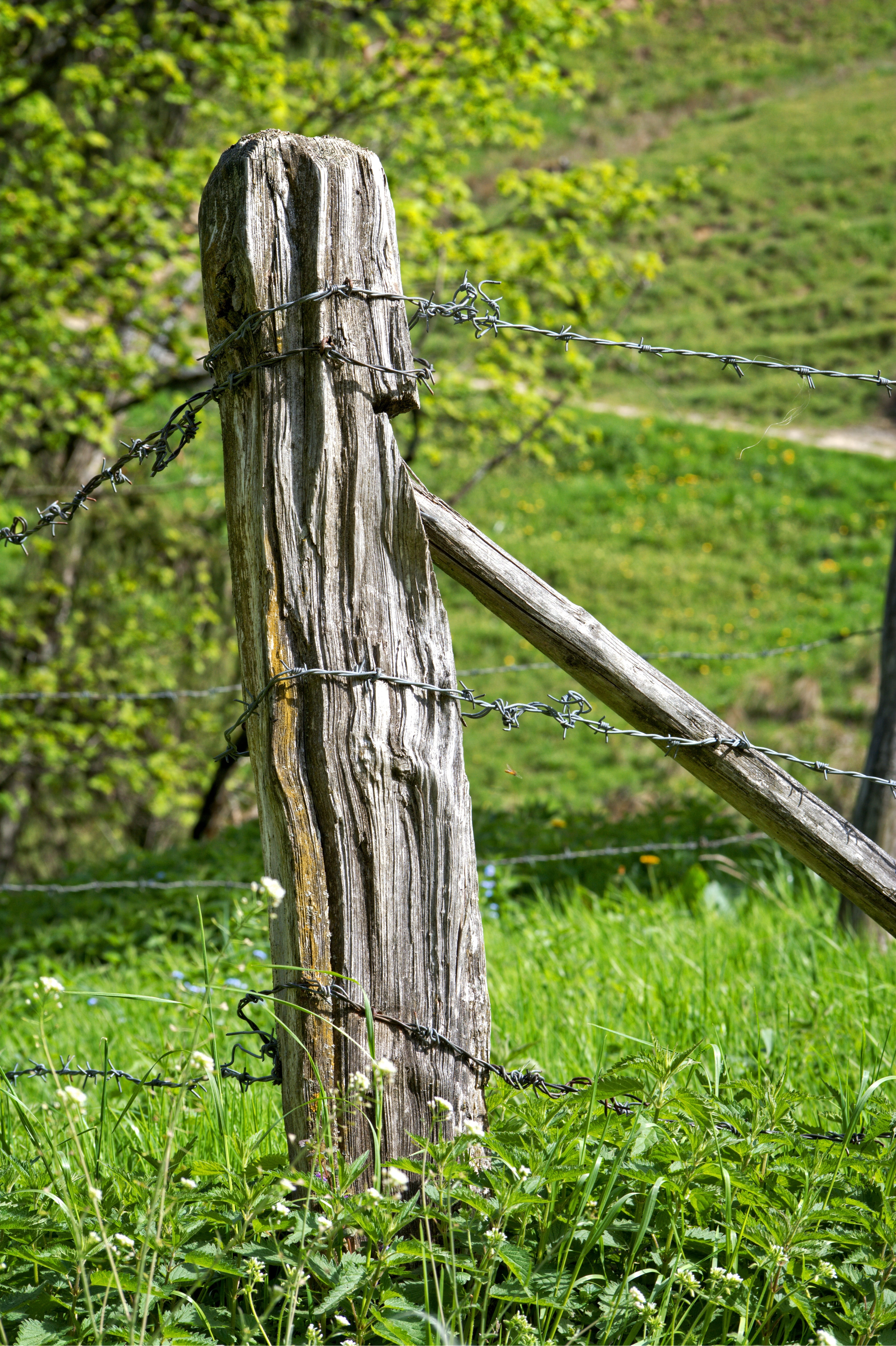 safety, pasture, tree, no people, demarcation, field, 5K, security, wood, plant, wooden posts, pile, day, barrier, wooden post, wood - material, boundary, Phone HD Wallpaper